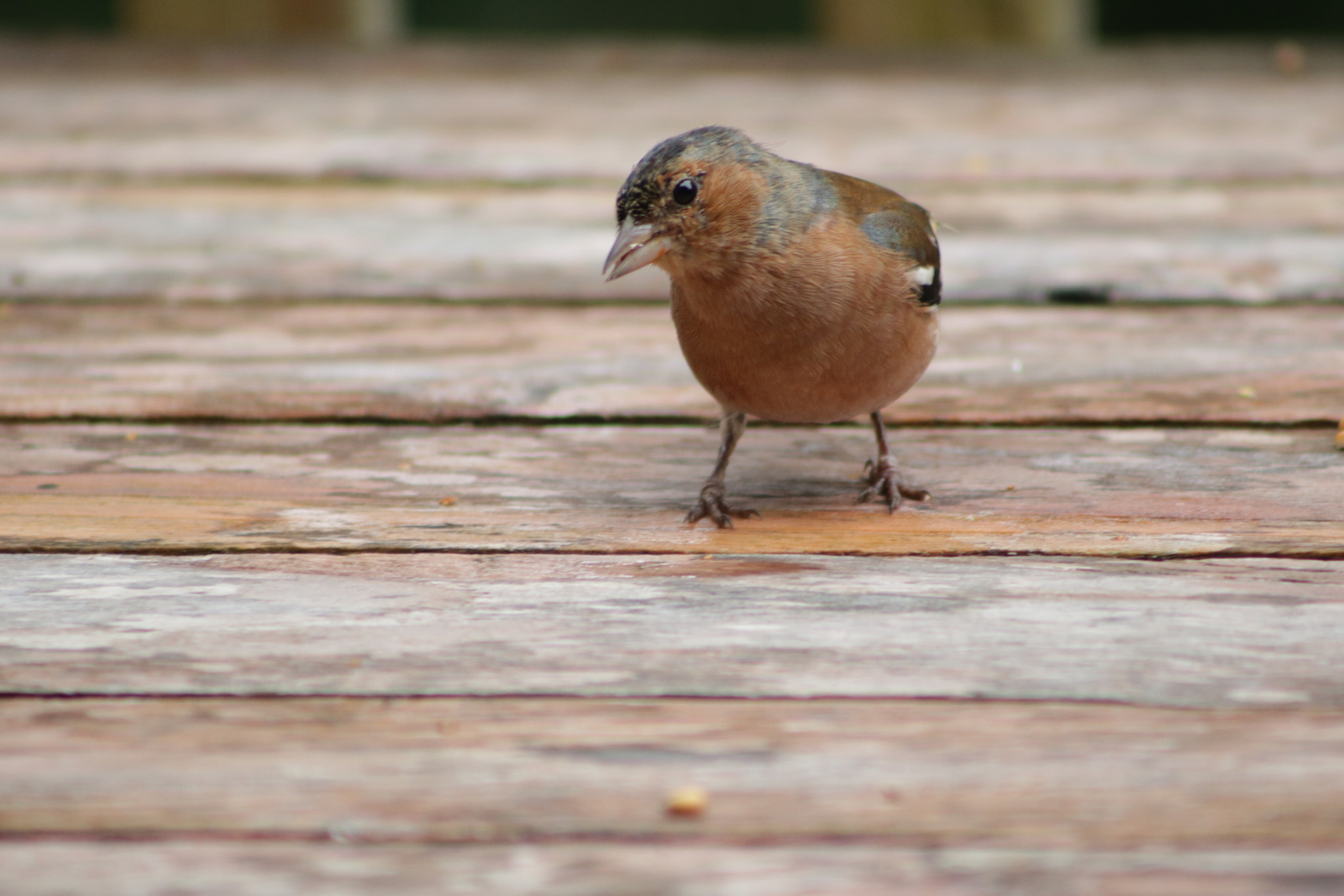 Canon EOS 760D (EOS Rebel T6s / EOS 8000D) + EF75-300mm f/4-5.6 sample photo. Chaffinch photography