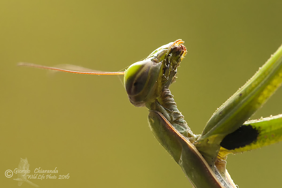 Sigma APO Macro 150mm f/2.8 EX DG HSM sample photo. Aliens photography