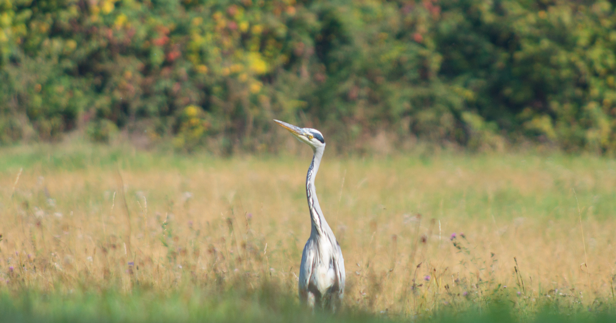 Pentax K-50 sample photo. Heron photography