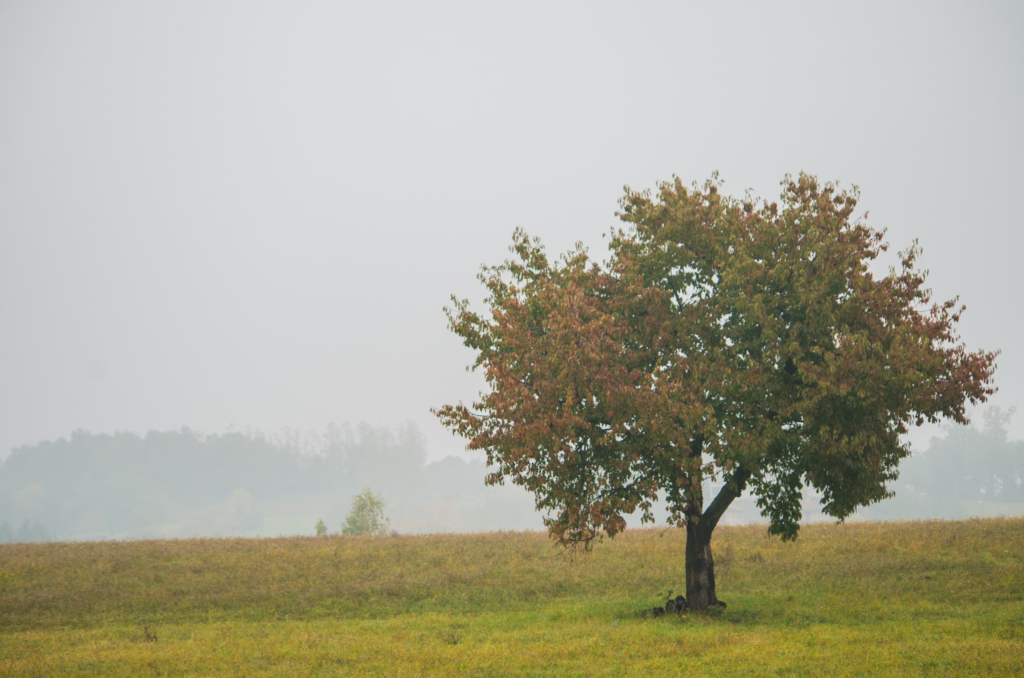 Pentax K-50 sample photo. Lonely tree photography