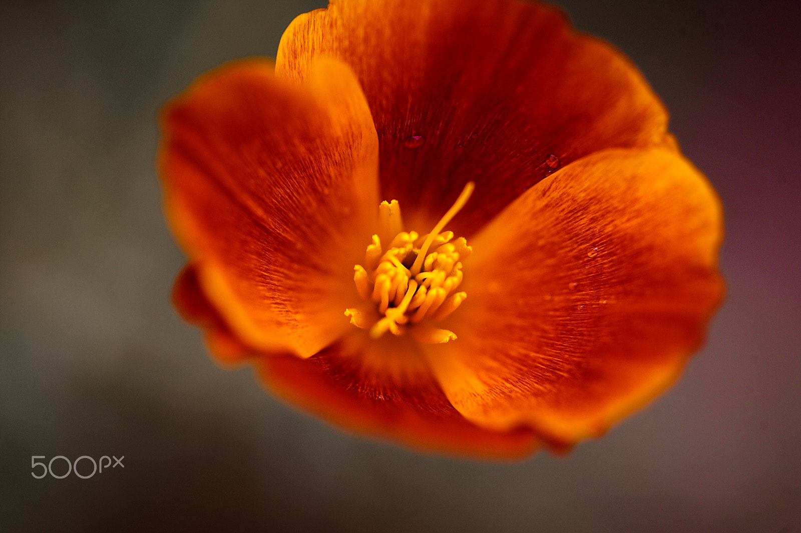 Sigma 105mm F2.8 EX DG Macro sample photo. Presumida photography