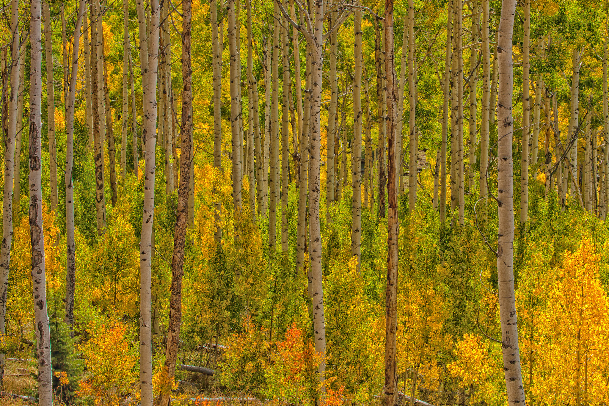 Canon EF 100-400mm F4.5-5.6L IS USM sample photo. Aspen trees photography