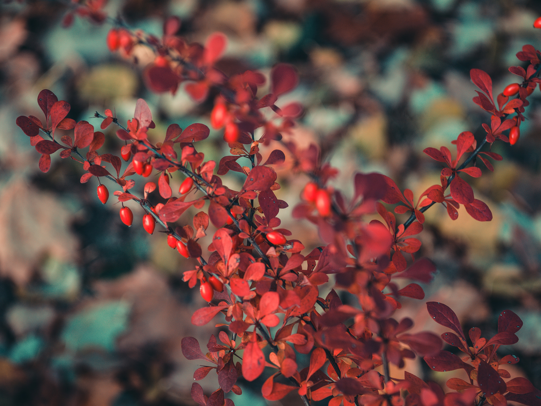 Olympus OM-D E-M10 sample photo. Autumn in red color. photography