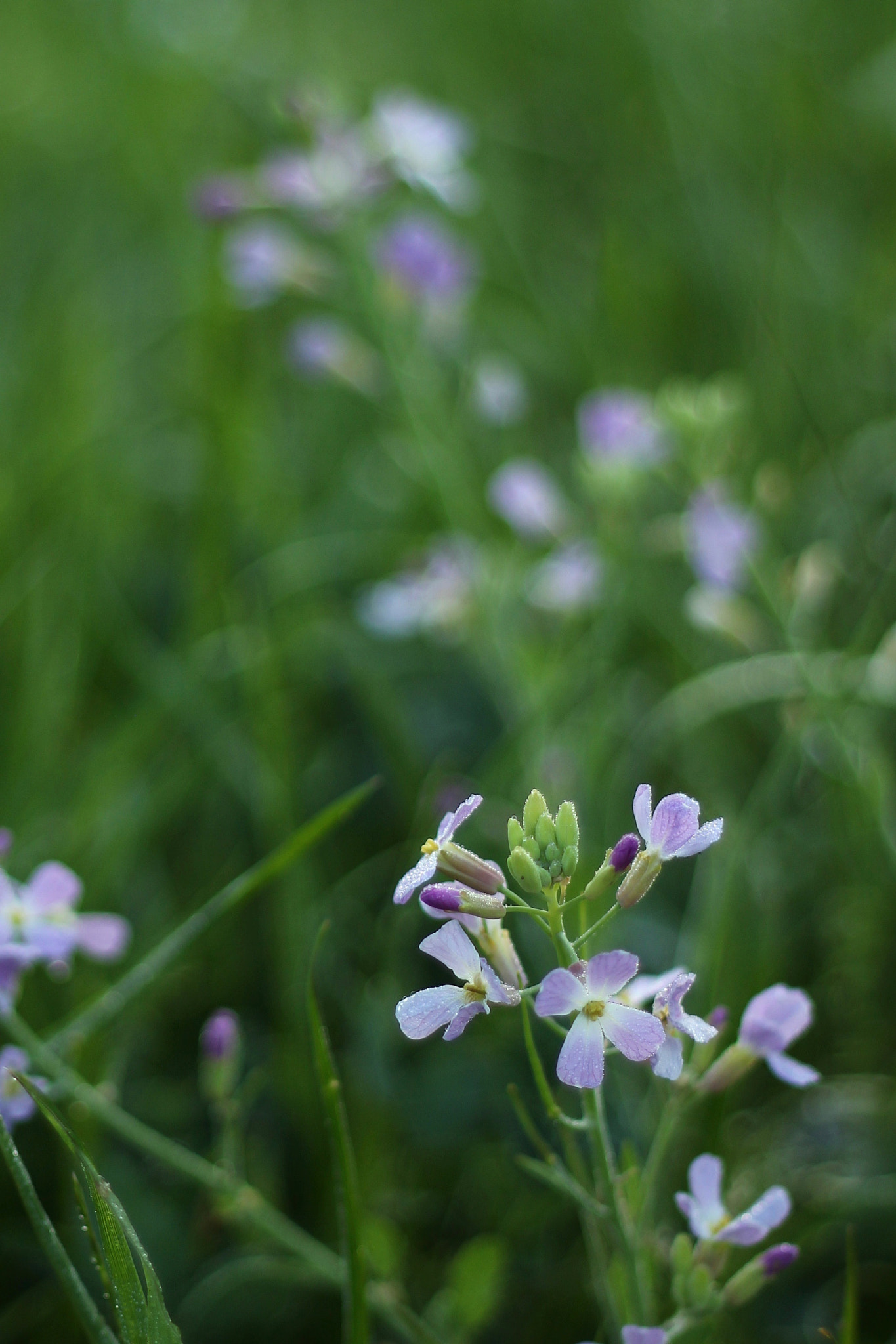 Canon EOS 600D (Rebel EOS T3i / EOS Kiss X5) sample photo. Wild flower photography