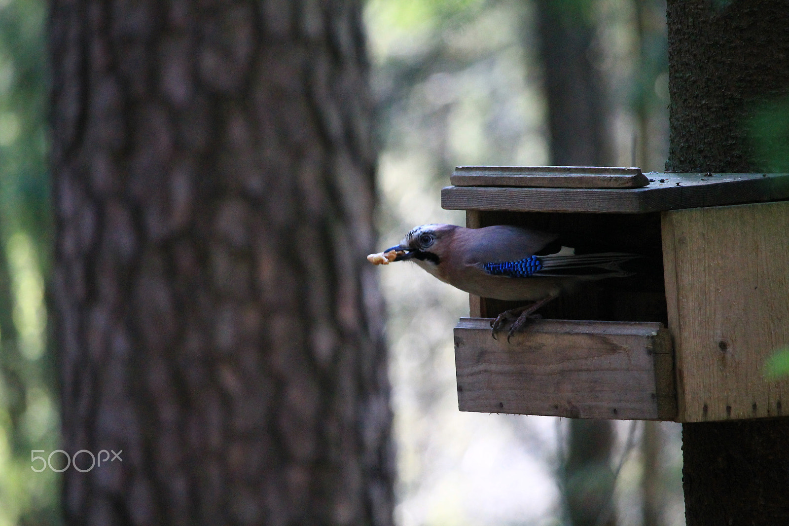 Canon EF-S 55-250mm F4-5.6 IS STM sample photo. Img photography