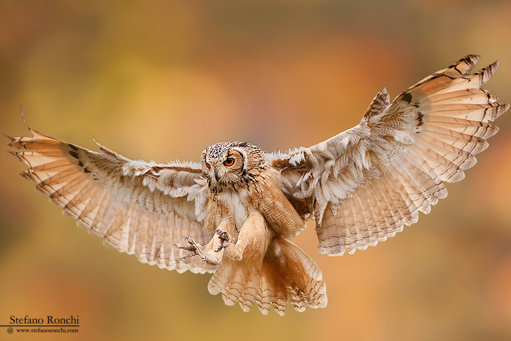 Canon EOS-1D Mark III sample photo. Great horned owl in flight photography