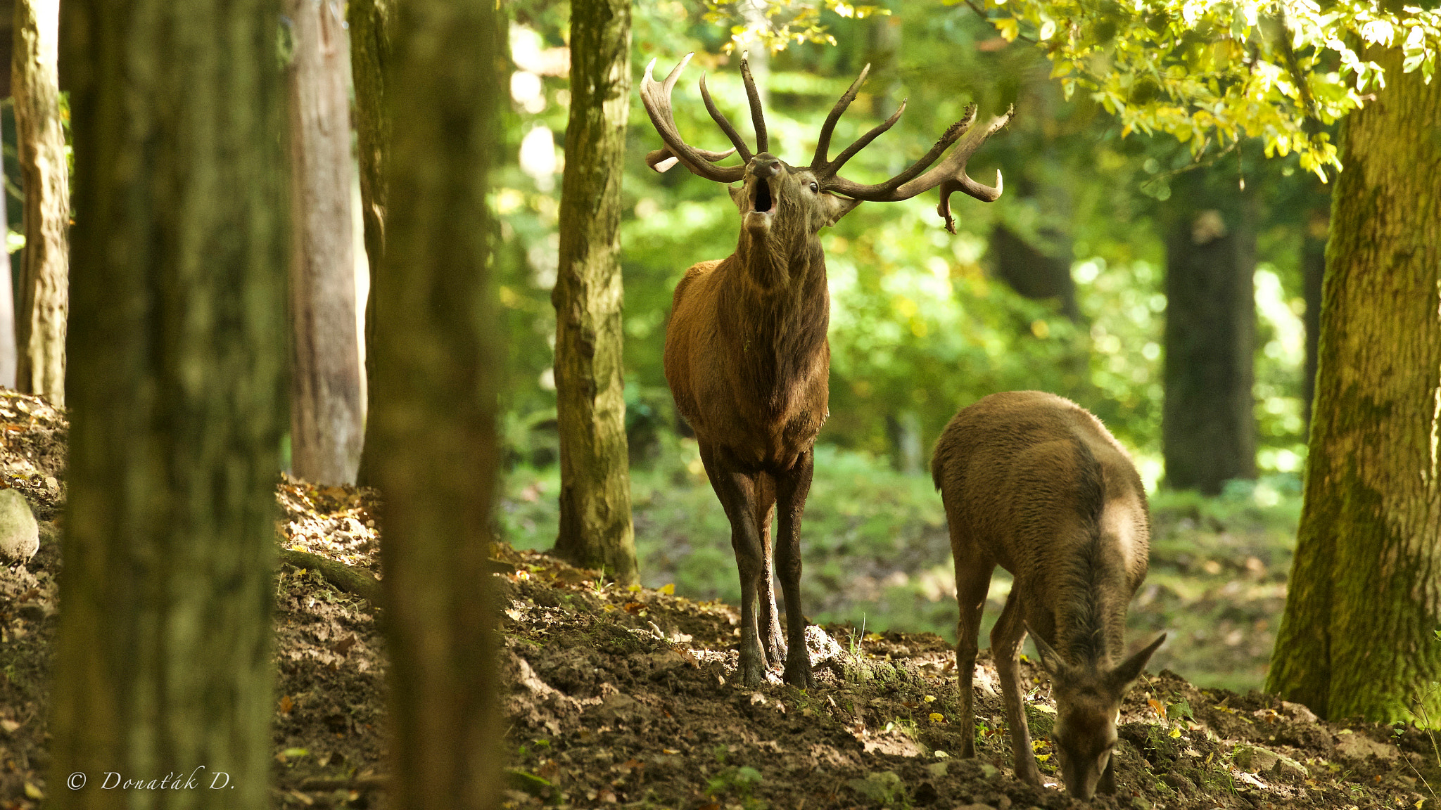 Canon EF 200-400mm F4L IS USM Extender 1.4x sample photo. Jelen evropský (cervus elaphus) photography