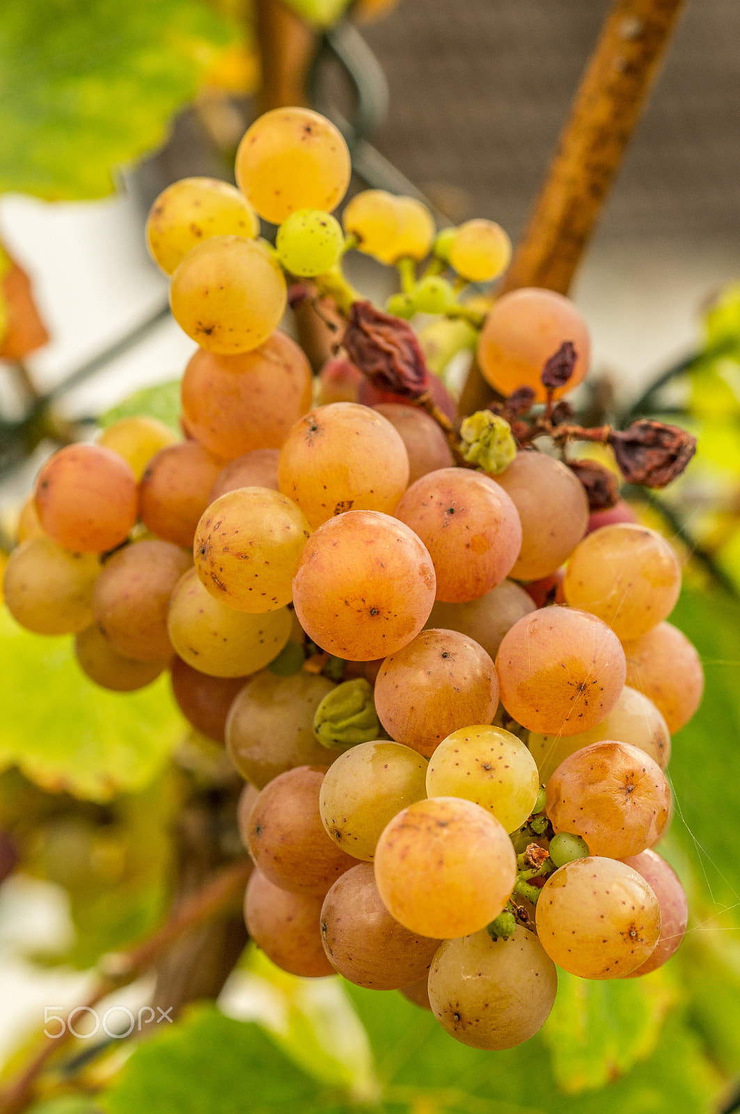 Sony SLT-A55 (SLT-A55V) + MACRO 50mm F2.8 sample photo. Grapes photography