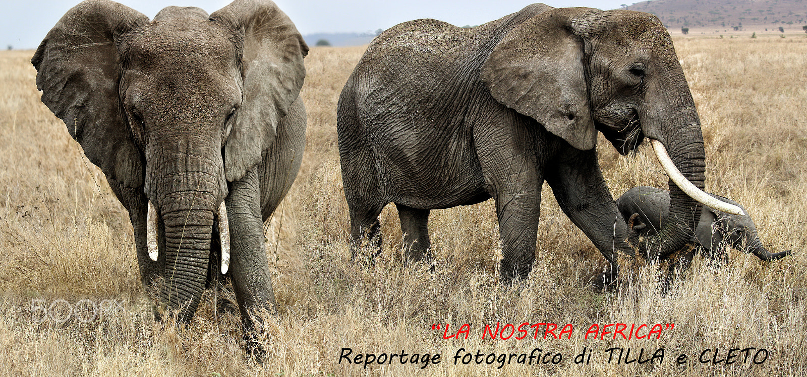 Canon EF-S 55-250mm F4-5.6 IS STM sample photo. La nostra africa photography