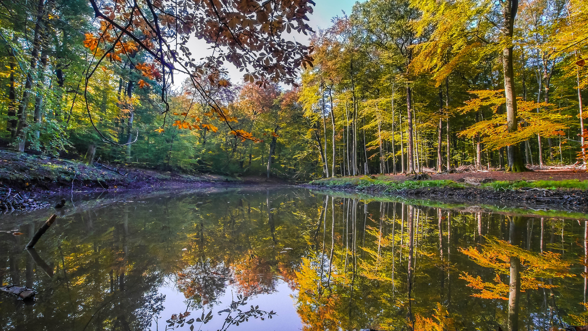 Panasonic Lumix DMC-G6 + OLYMPUS M.9-18mm F4.0-5.6 sample photo. Coloured trees photography