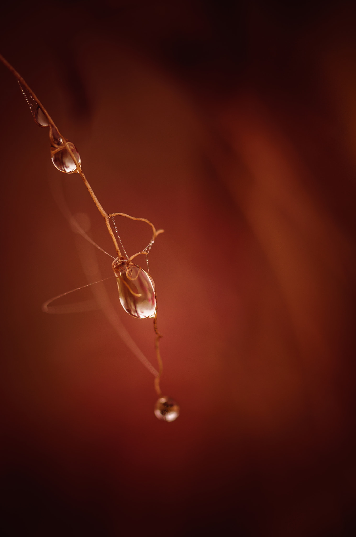 Nikon D300 sample photo. A drop photography