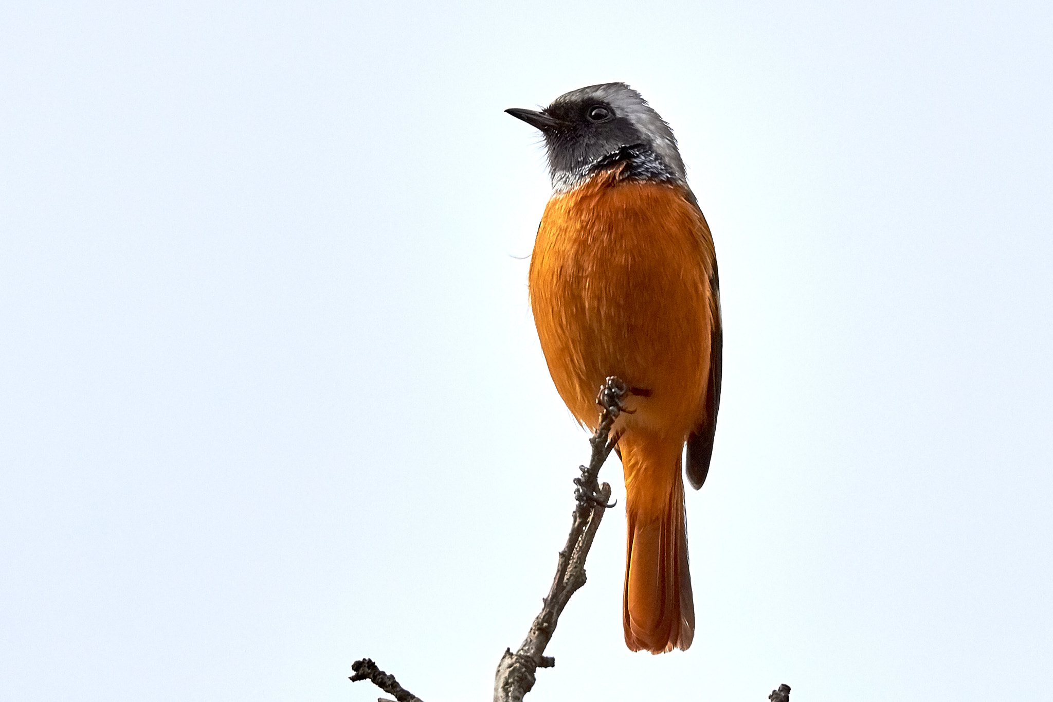 Tamron SP 150-600mm F5-6.3 Di VC USD sample photo. Top of the top photography