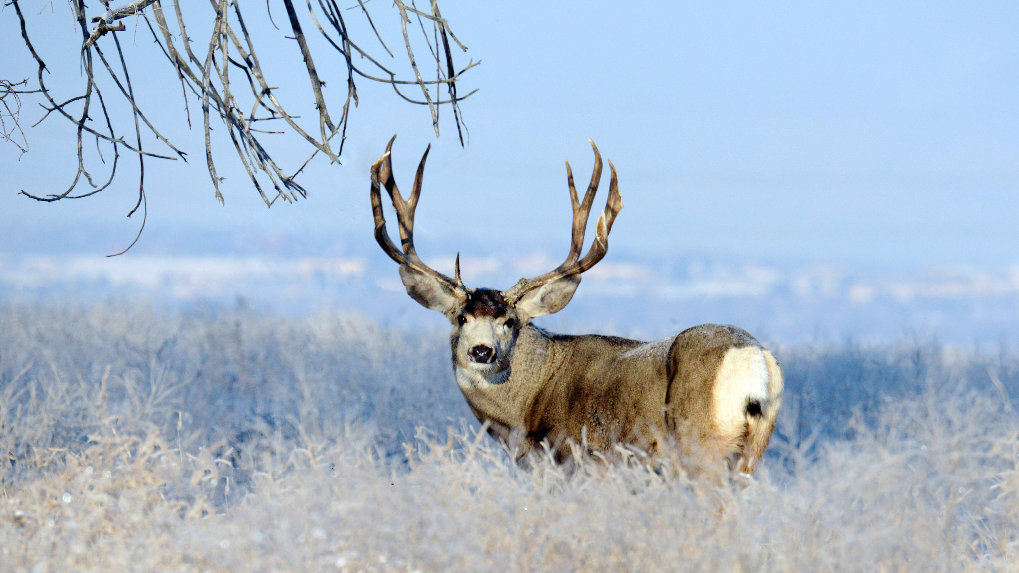 AF Zoom-Nikkor 28-70mm f/3.5-4.5D sample photo. Ice buck - rocky mountain arsenal national wildlife refuge. photography