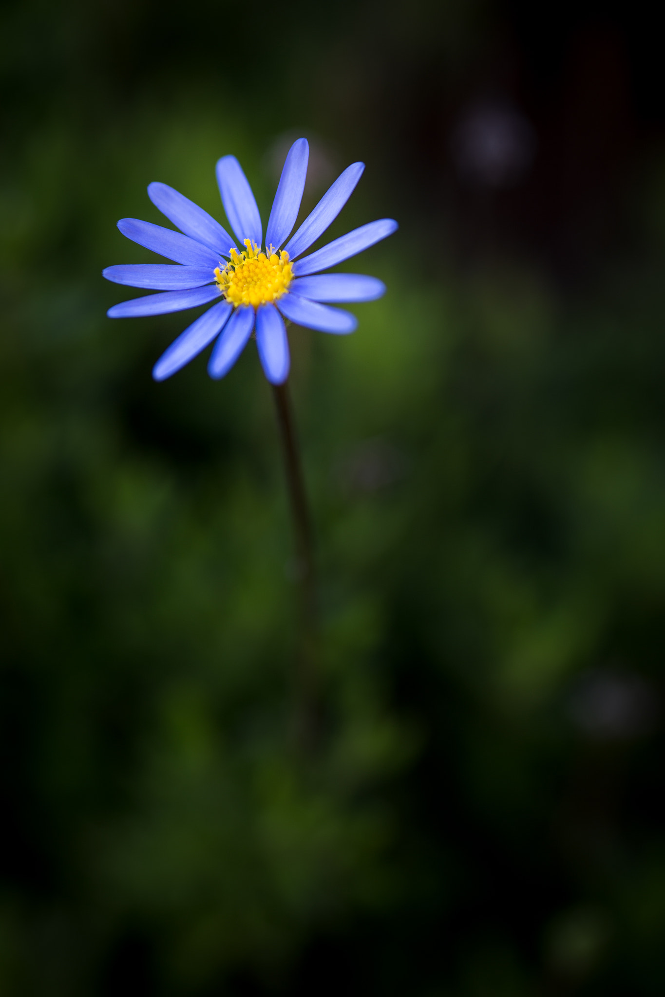 Canon EOS 6D + Sigma 105mm F2.8 EX DG Macro sample photo. Flower img photography