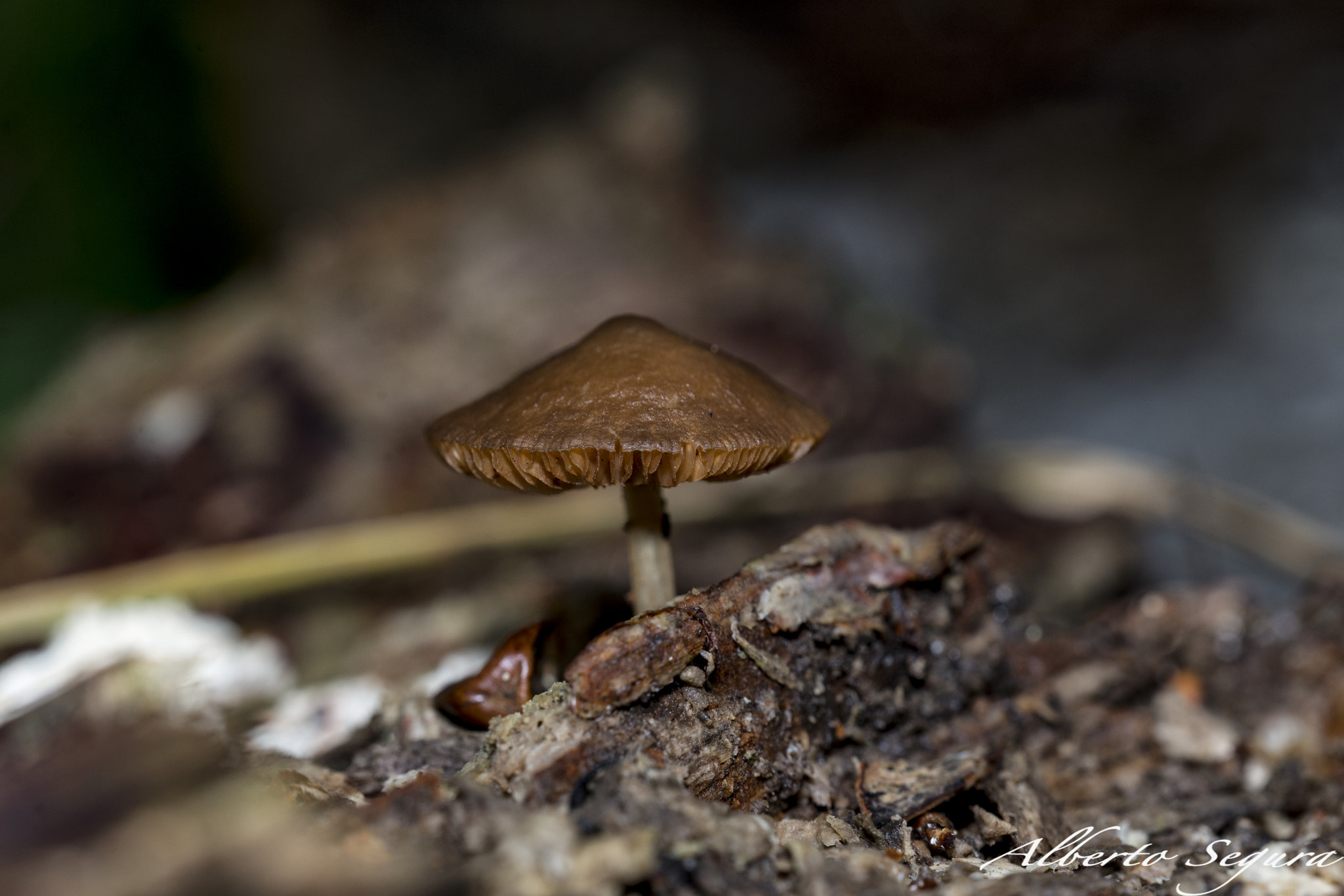 Sigma 150mm F2.8 EX DG OS Macro HSM sample photo. Alb photography