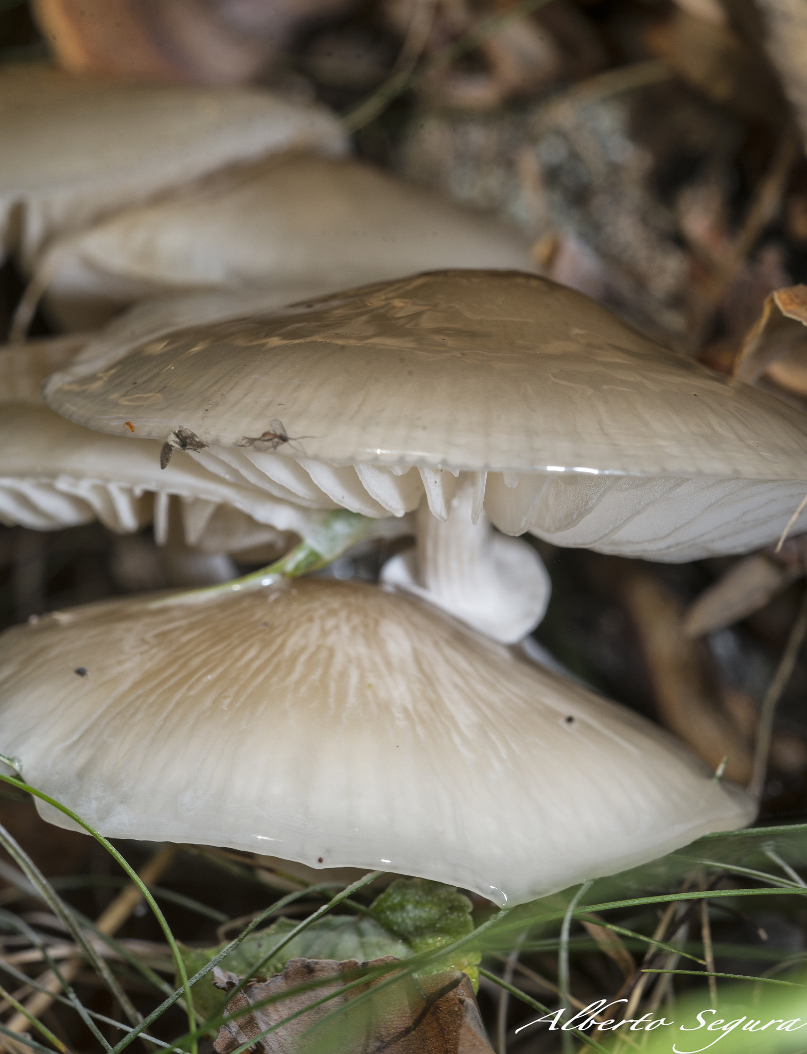 Sigma 150mm F2.8 EX DG OS Macro HSM sample photo. Alb photography