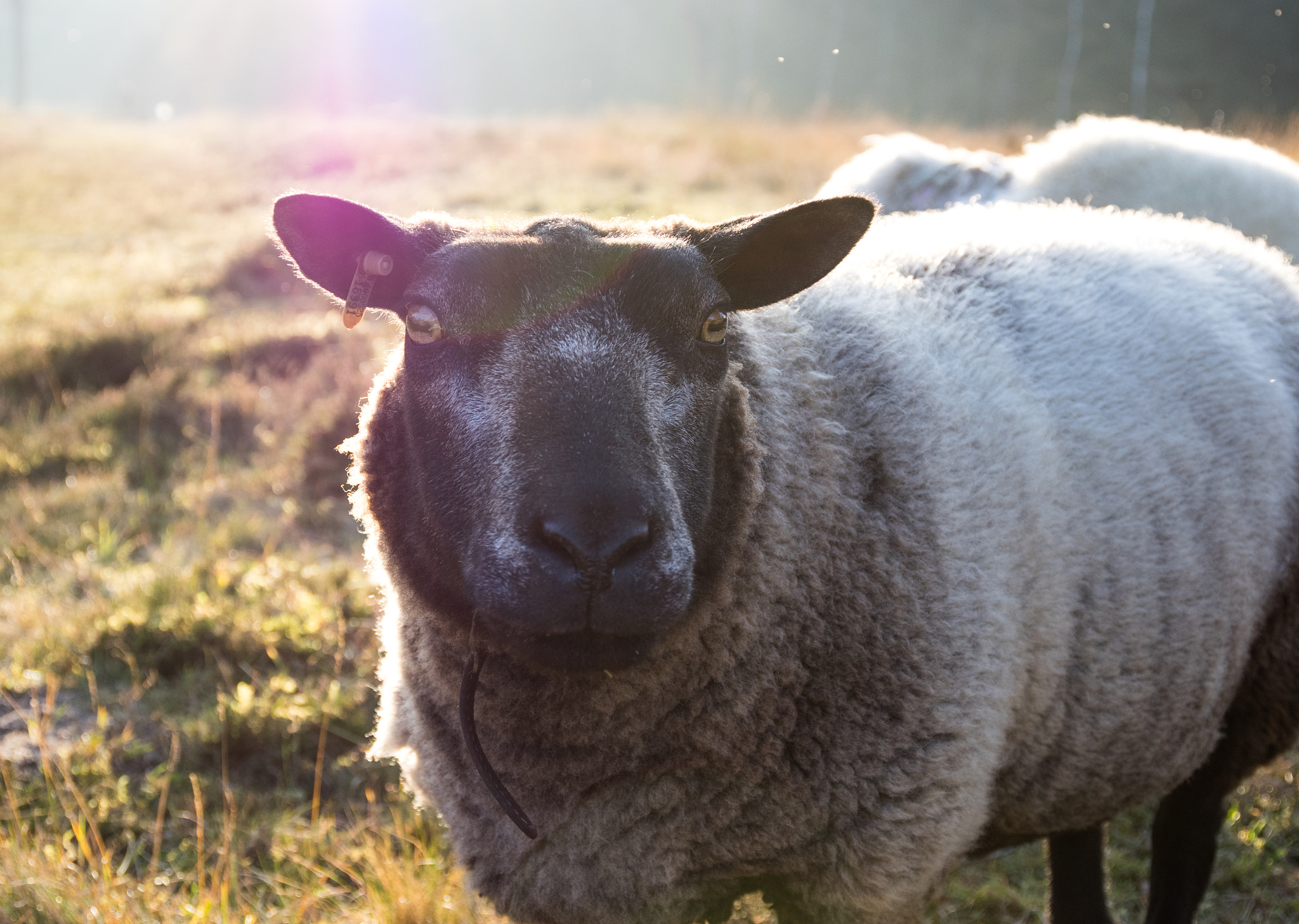 Pentax K-3 II sample photo. Sheep photography