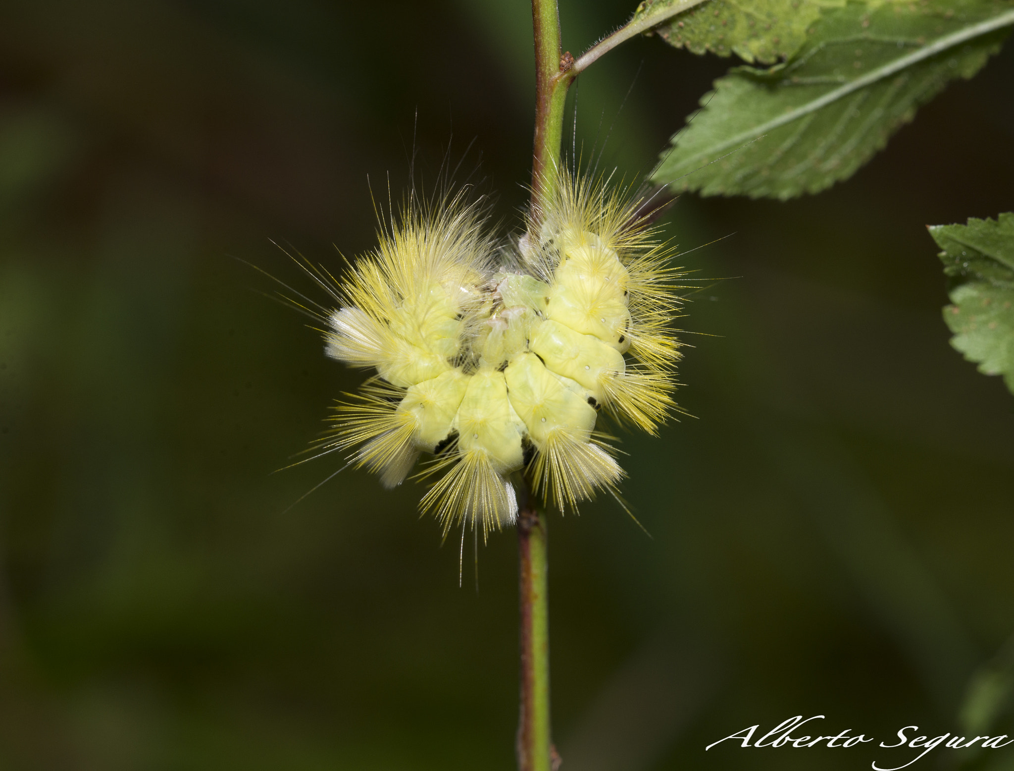 Sigma 150mm F2.8 EX DG OS Macro HSM sample photo. Calliteara pudibunda photography