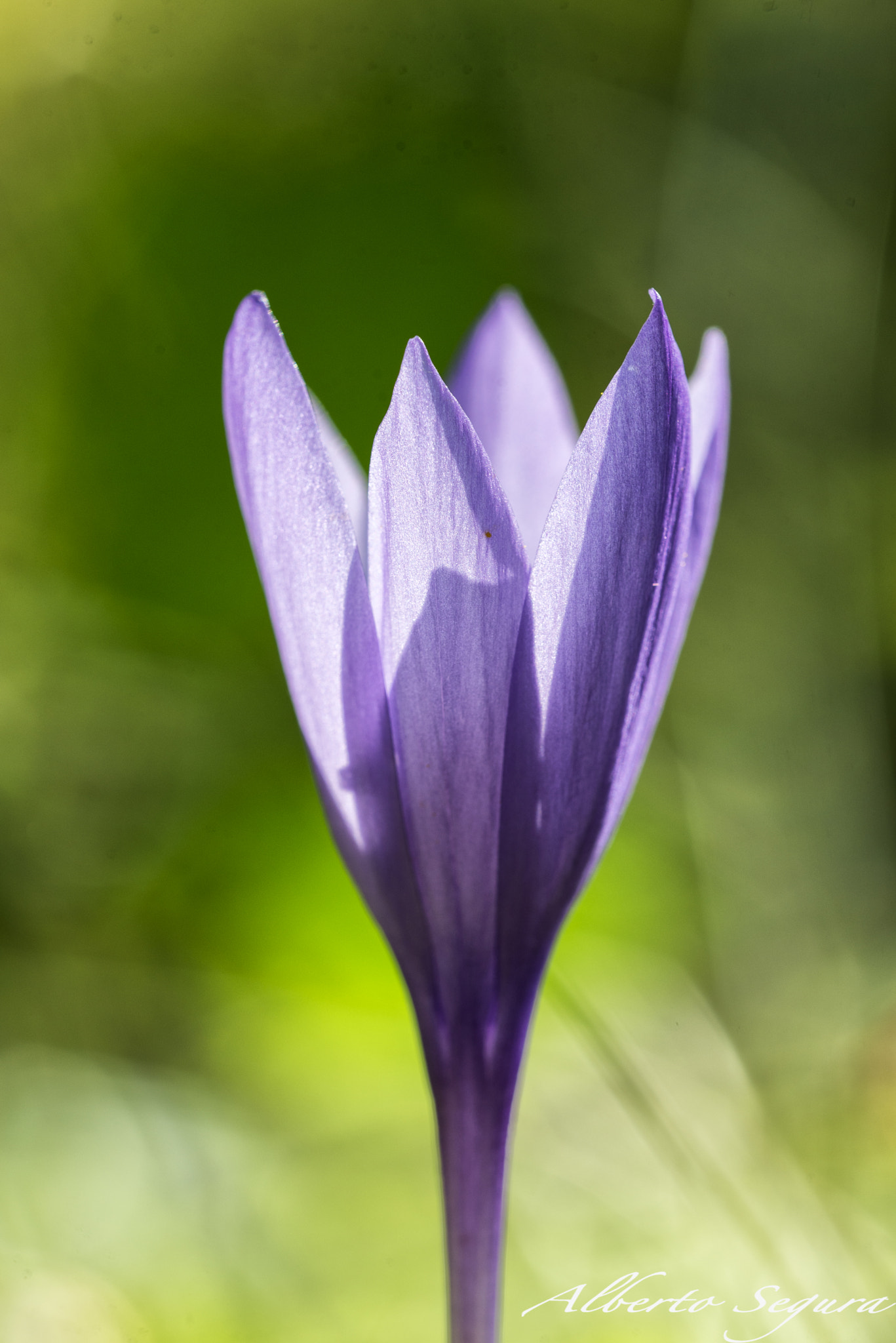 Sigma 150mm F2.8 EX DG OS Macro HSM sample photo. Alb photography