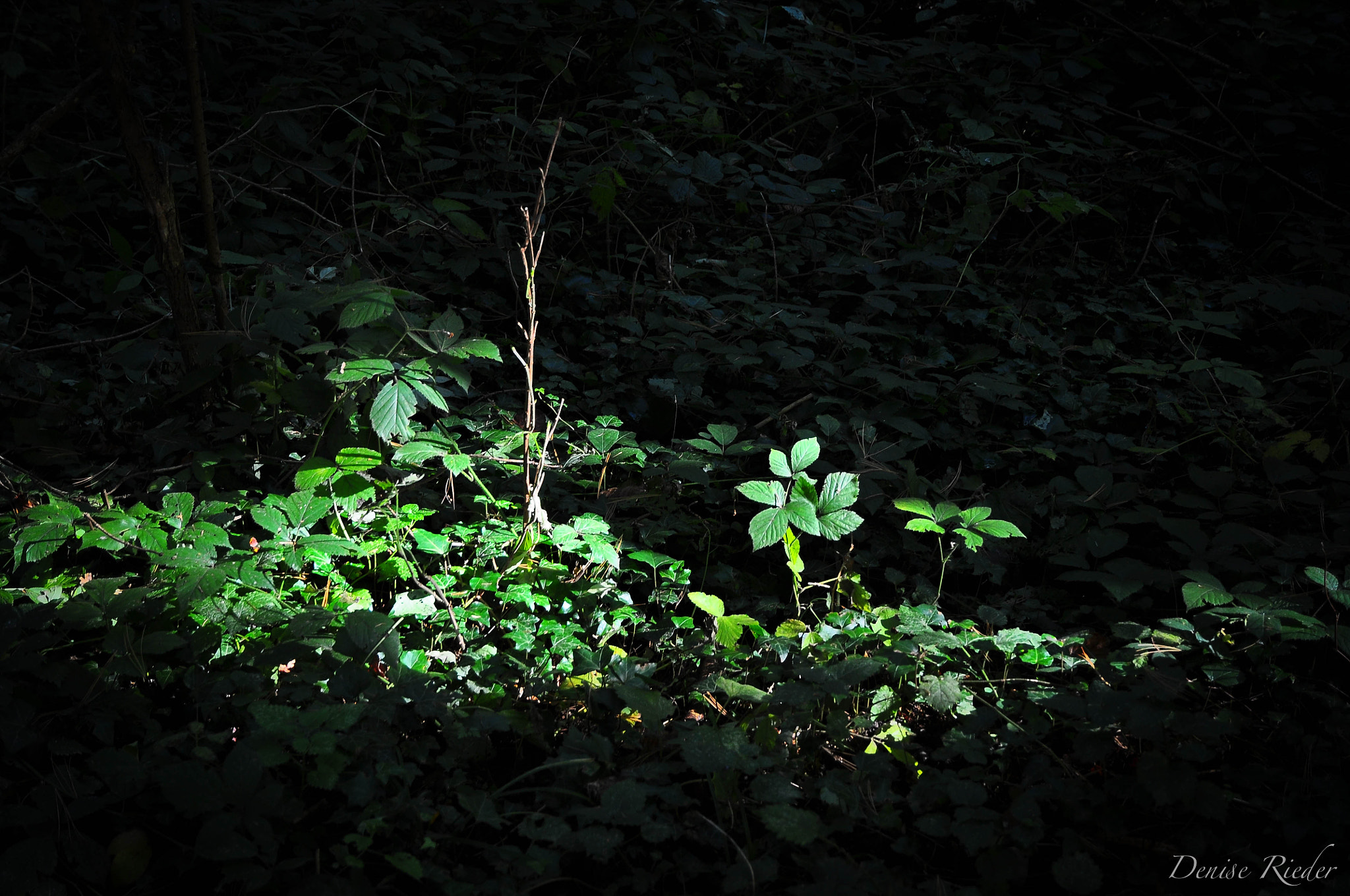 Nikon D5000 sample photo. Light in nature photography