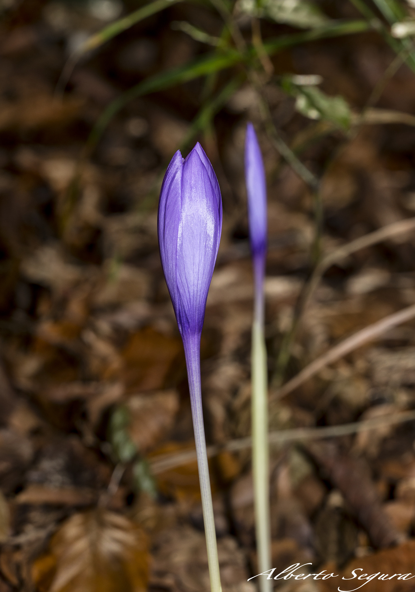 Sigma 150mm F2.8 EX DG OS Macro HSM sample photo. Alb photography