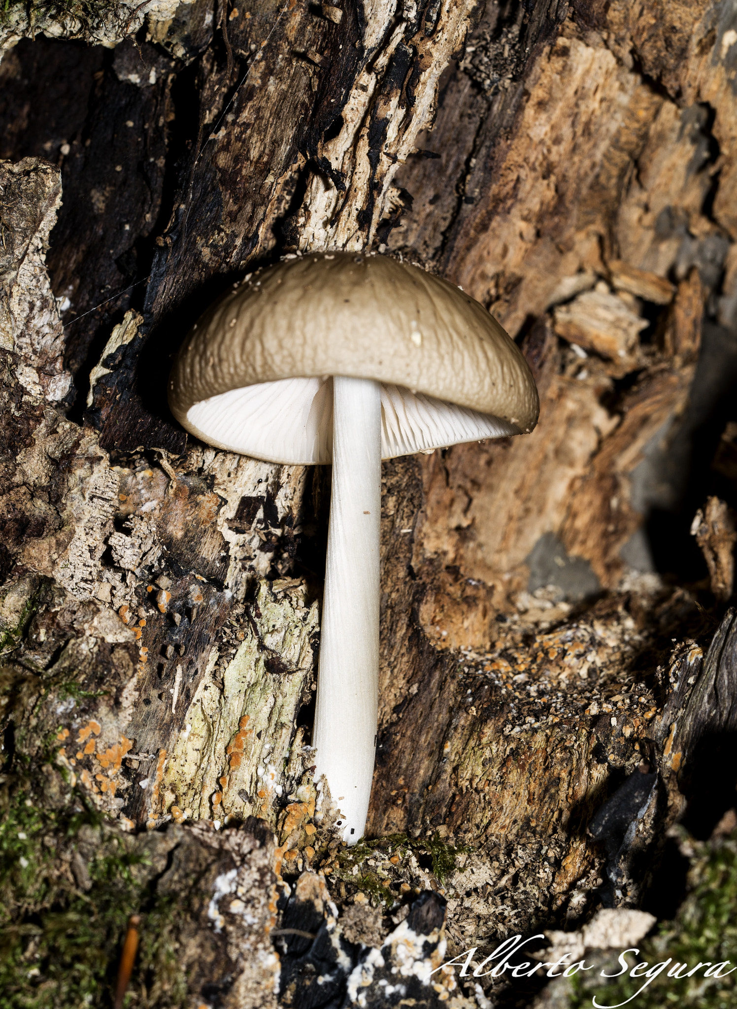 Sigma 150mm F2.8 EX DG OS Macro HSM sample photo. Alb photography