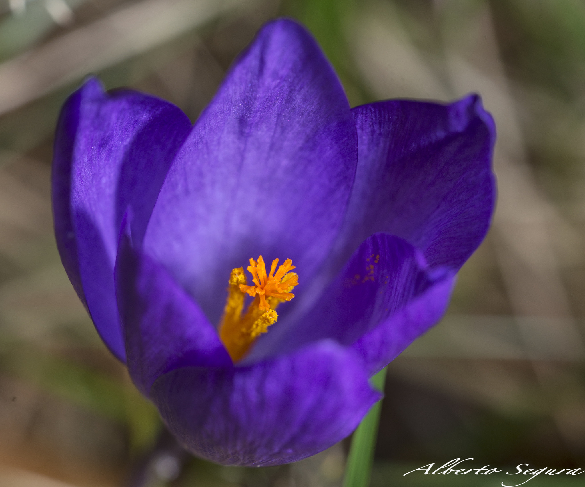 Sigma 150mm F2.8 EX DG OS Macro HSM sample photo. Alb photography