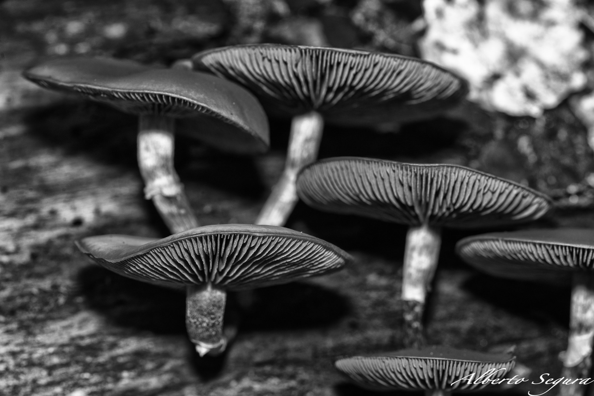 Sigma 150mm F2.8 EX DG OS Macro HSM sample photo. Alb photography