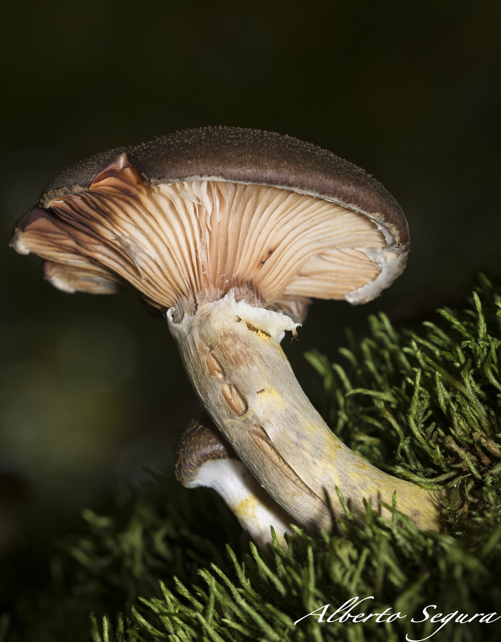 Sigma 150mm F2.8 EX DG OS Macro HSM sample photo. Alb photography