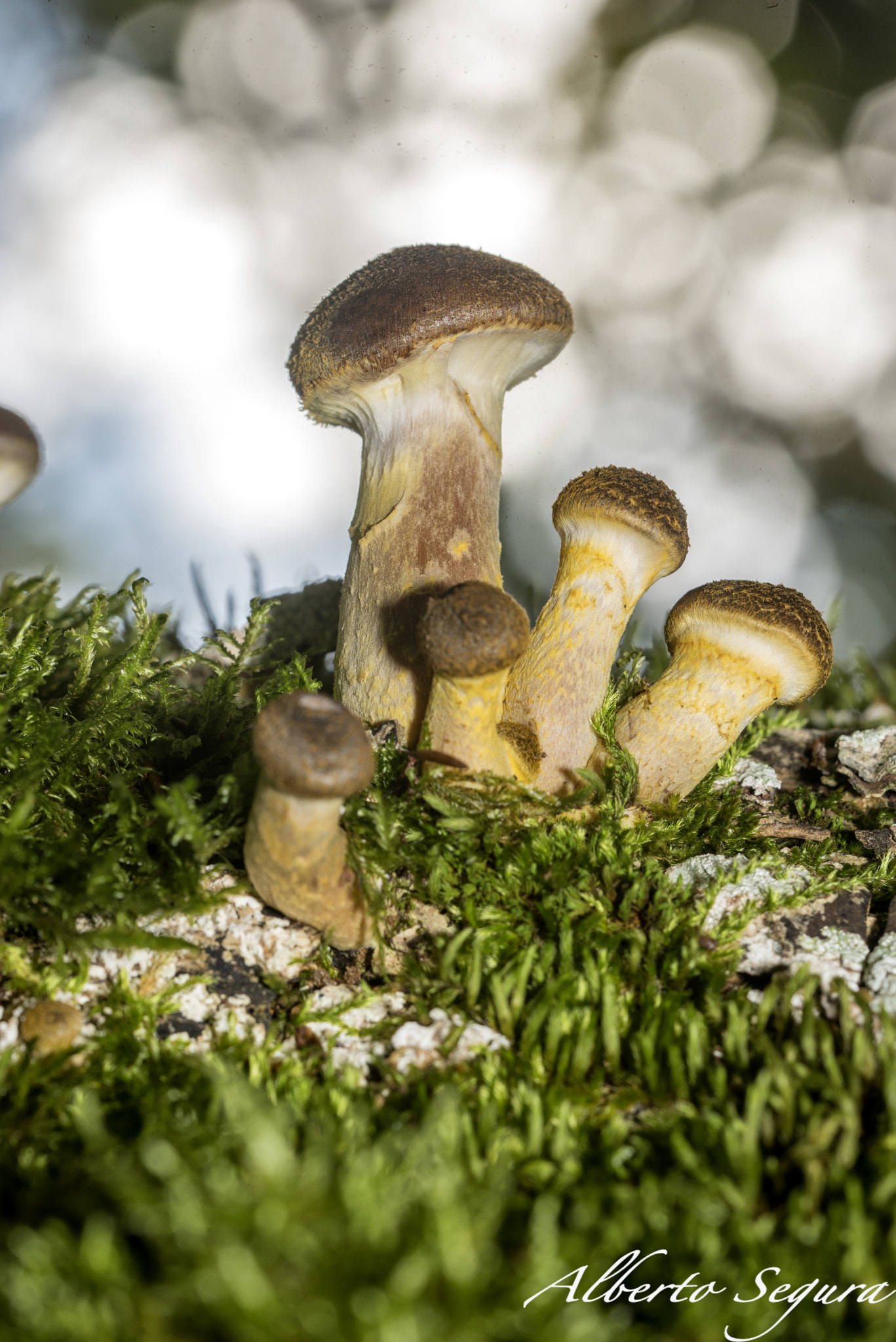 Sigma 150mm F2.8 EX DG OS Macro HSM sample photo. Alb photography