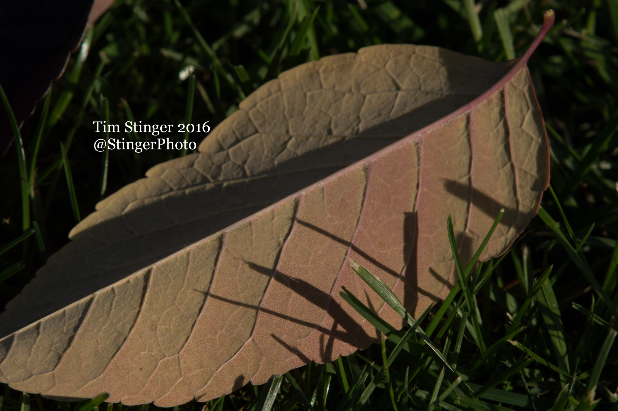 Nikon AF-S Nikkor 200-500mm F5.6E ED VR sample photo. Shades of red photography