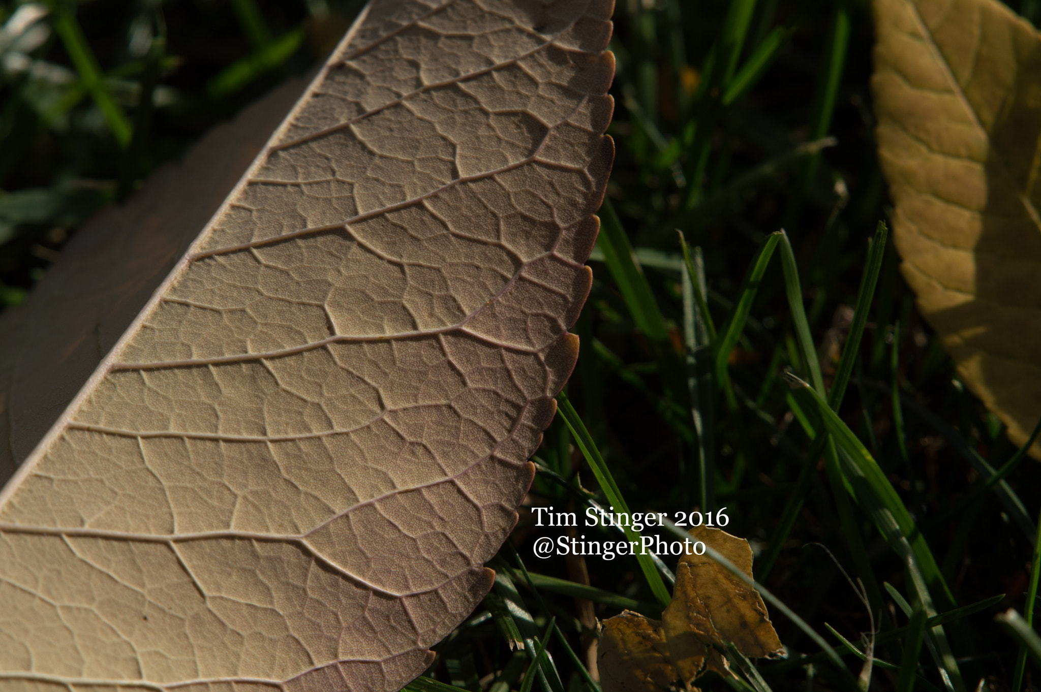 Nikon AF-S Nikkor 200-500mm F5.6E ED VR sample photo. Emerging details photography