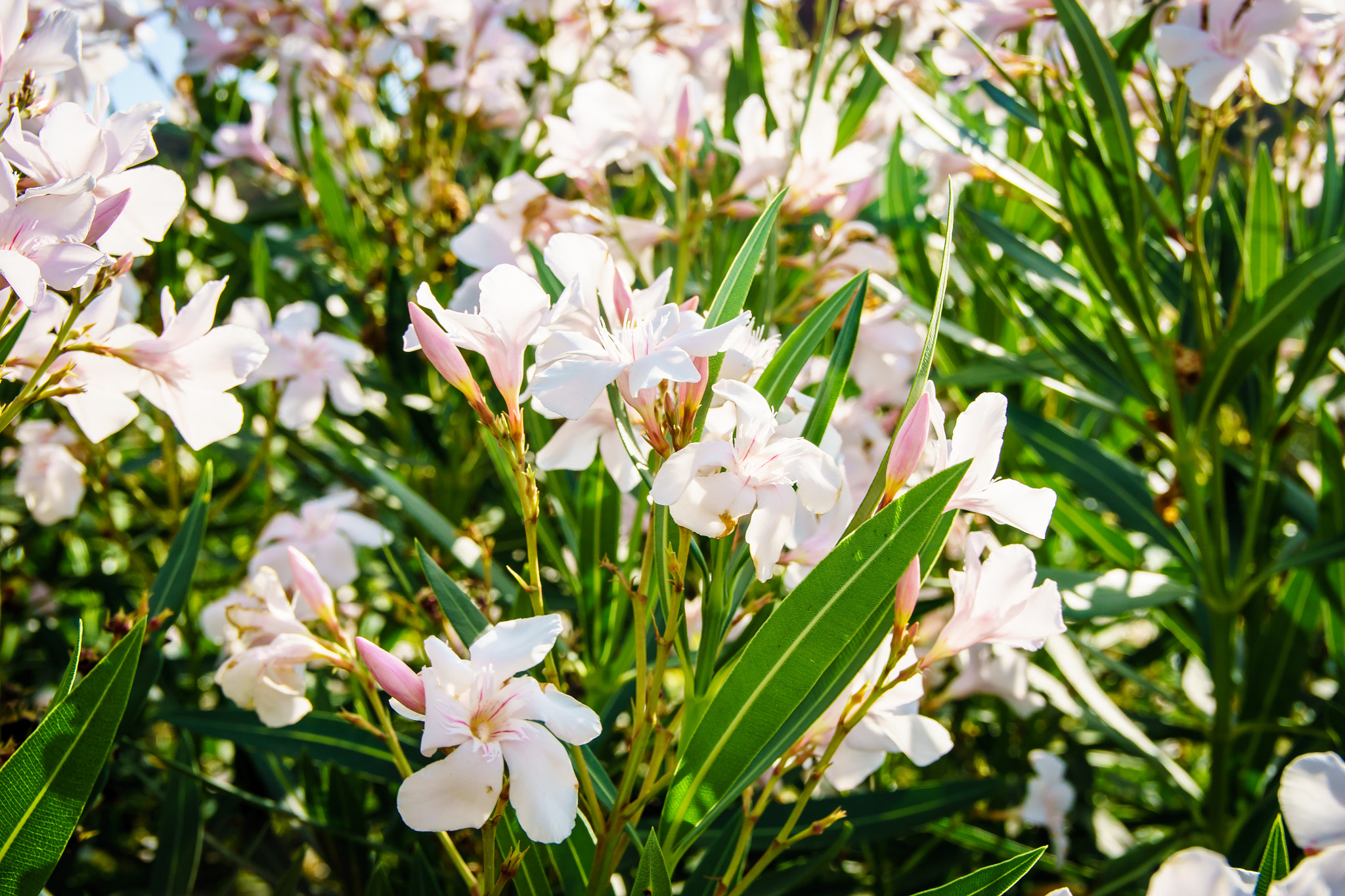 Sony ILCA-77M2 + Sigma 17-70mm F2.8-4.5 (D) sample photo. Flowers at the roadside photography