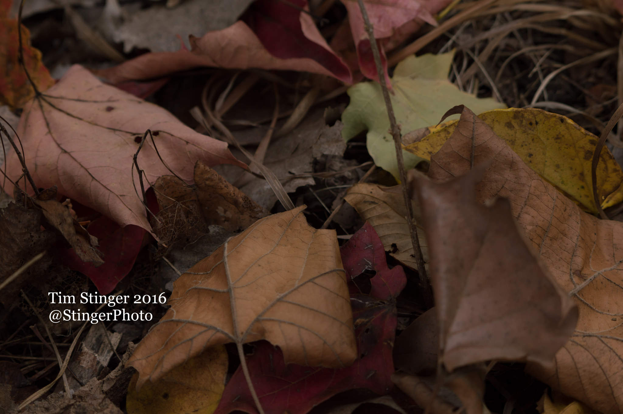 Nikon AF-S Nikkor 200-500mm F5.6E ED VR sample photo. Simple fall leaves photography
