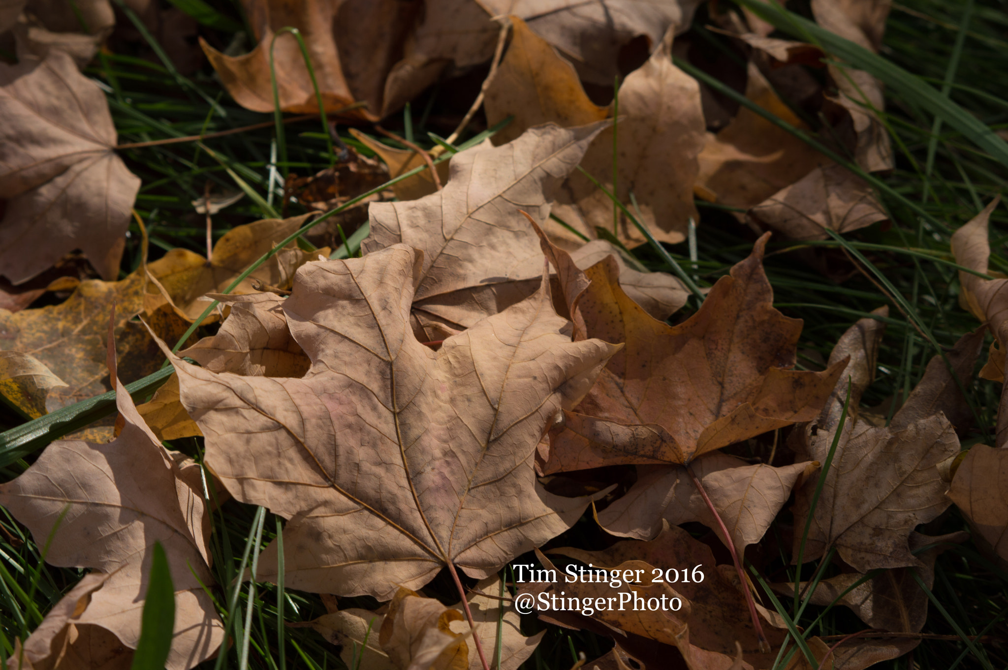 Nikon AF-S Nikkor 200-500mm F5.6E ED VR sample photo. Portrait of fall photography