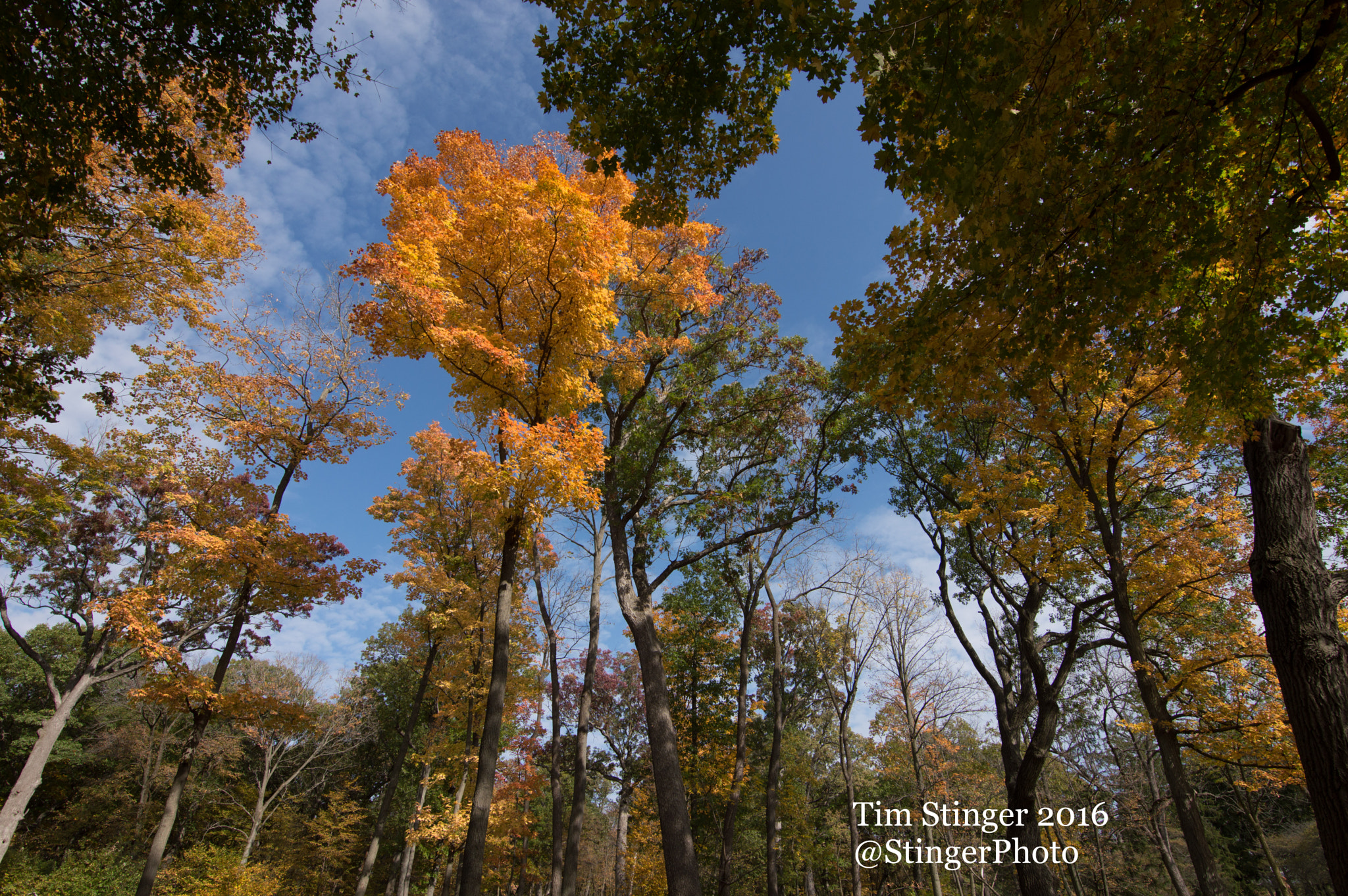 Nikon D3200 + Tokina AT-X 11-20 F2.8 PRO DX (AF 11-20mm f/2.8) sample photo. Fall colors on tall trees photography