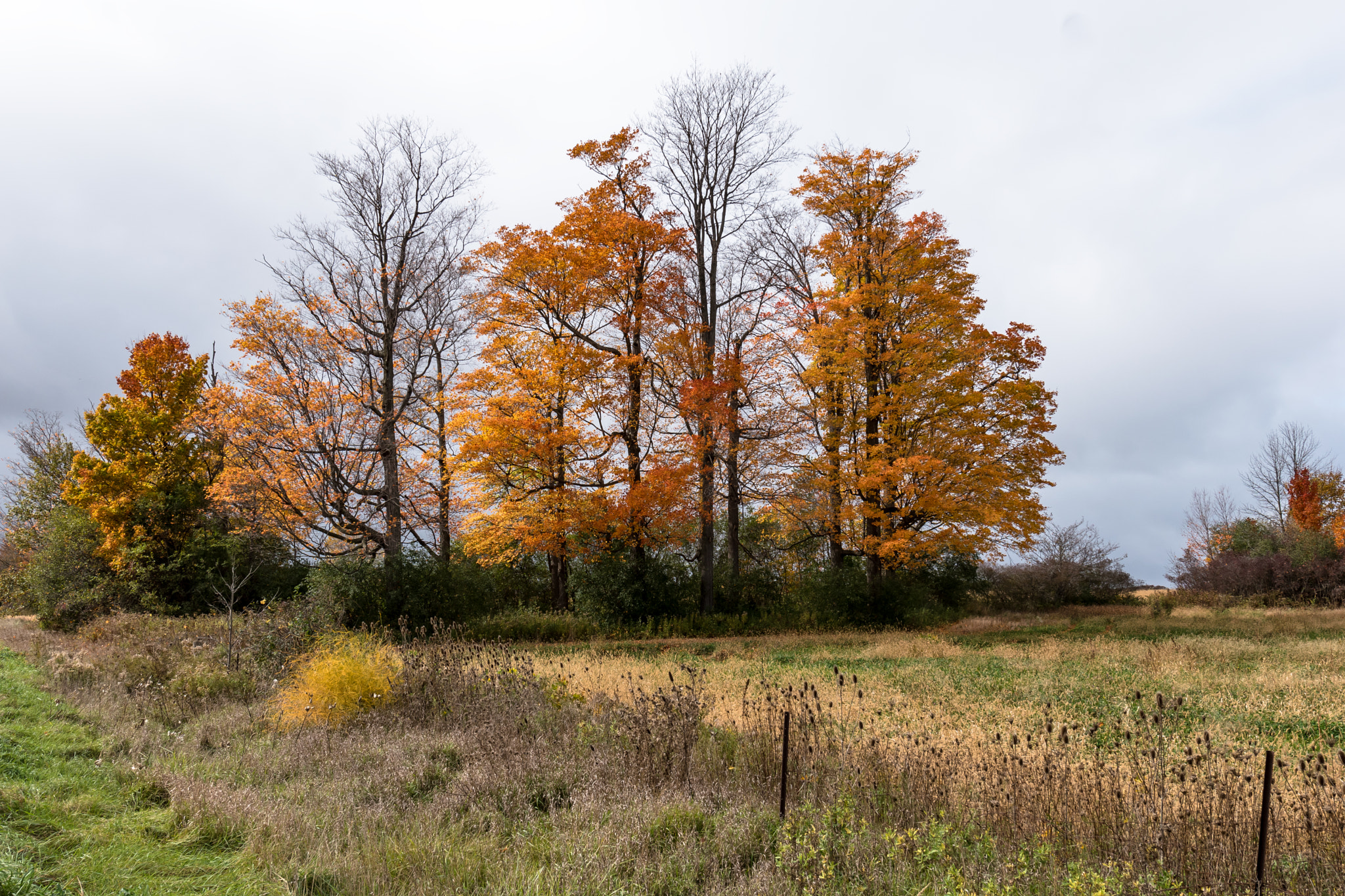 Nikon AF-S Nikkor 14-24mm F2.8G ED sample photo. Anotherroadsideattraction photography