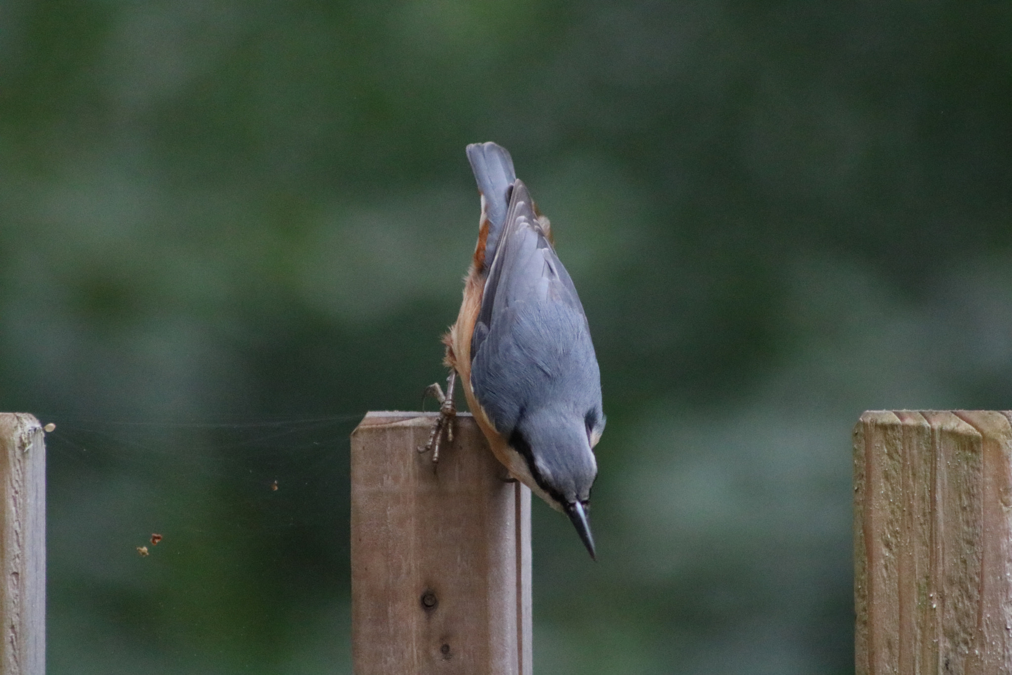 Canon EOS 760D (EOS Rebel T6s / EOS 8000D) + EF75-300mm f/4-5.6 sample photo. Nuthatch photography