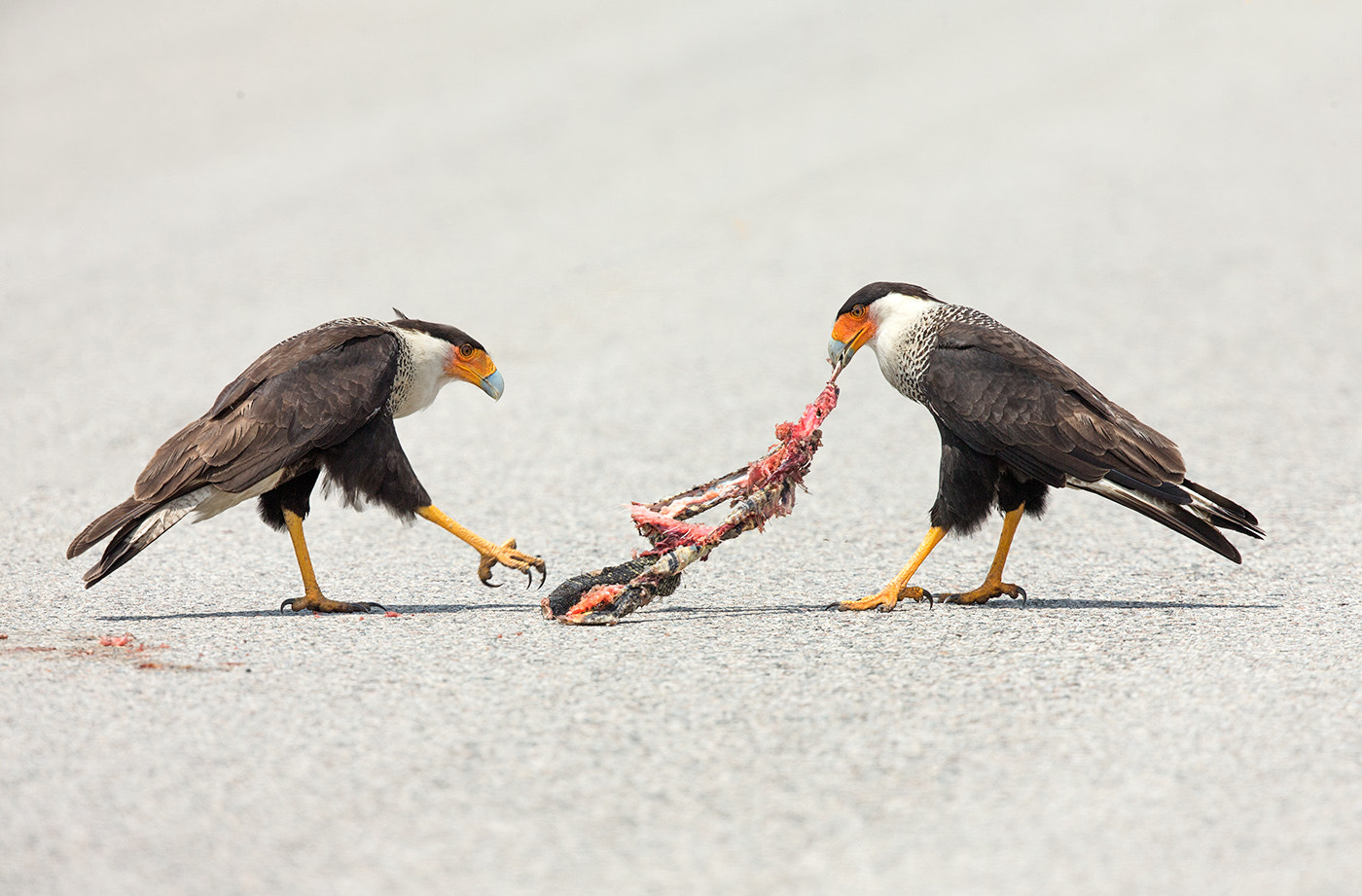 Canon EF 500mm F4L IS II USM sample photo. Caracara road kill photography