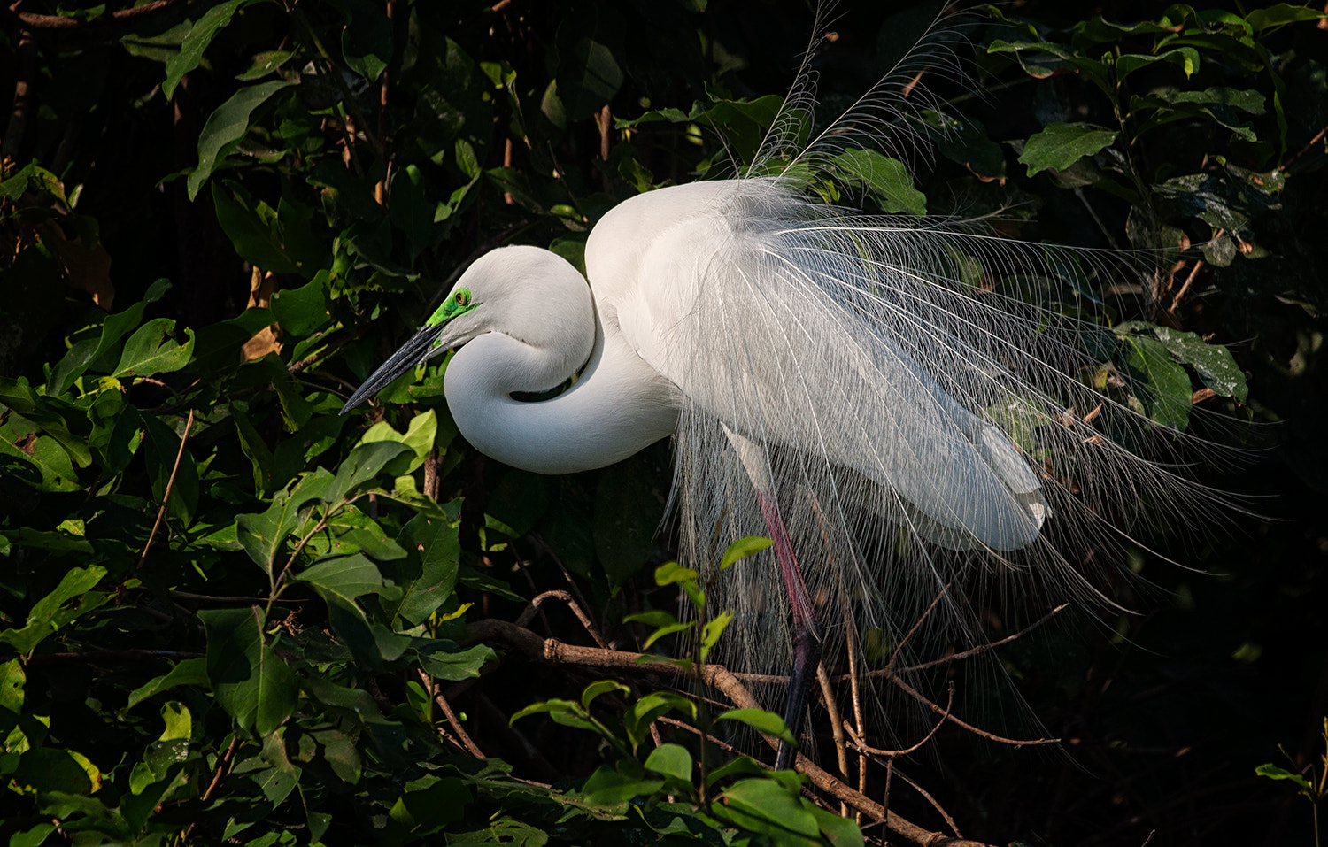 Nikon D90 + Nikon AF-S Nikkor 500mm F4G ED VR sample photo. Aigrette photography