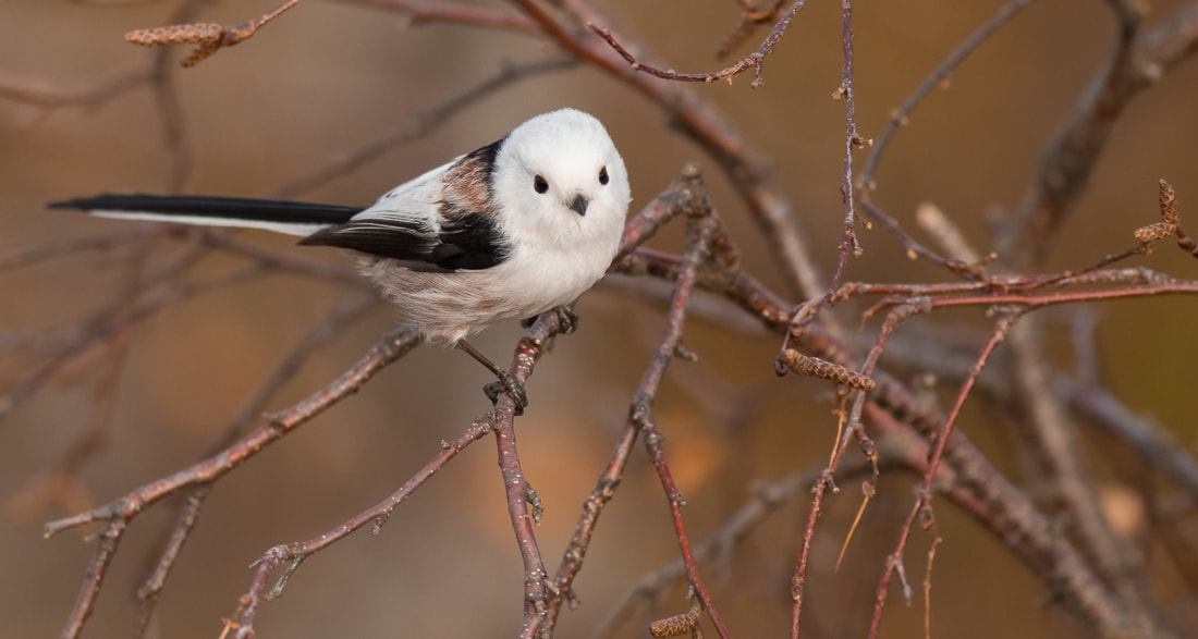 Canon EOS-1D Mark IV sample photo. Long-tailed tit photography