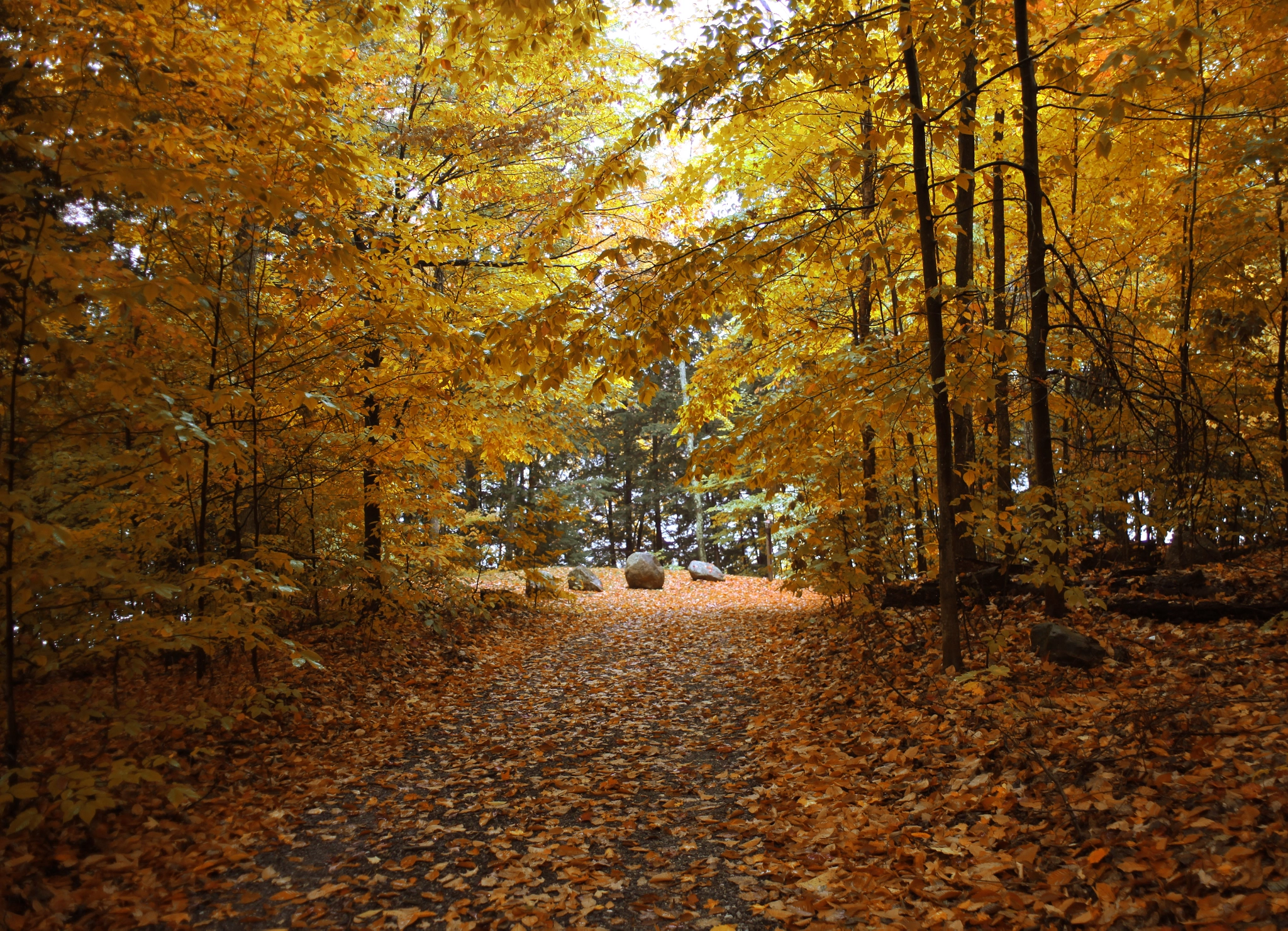 Canon EF 28-80mm f/3.5-5.6 USM IV sample photo. Forest diaries photography
