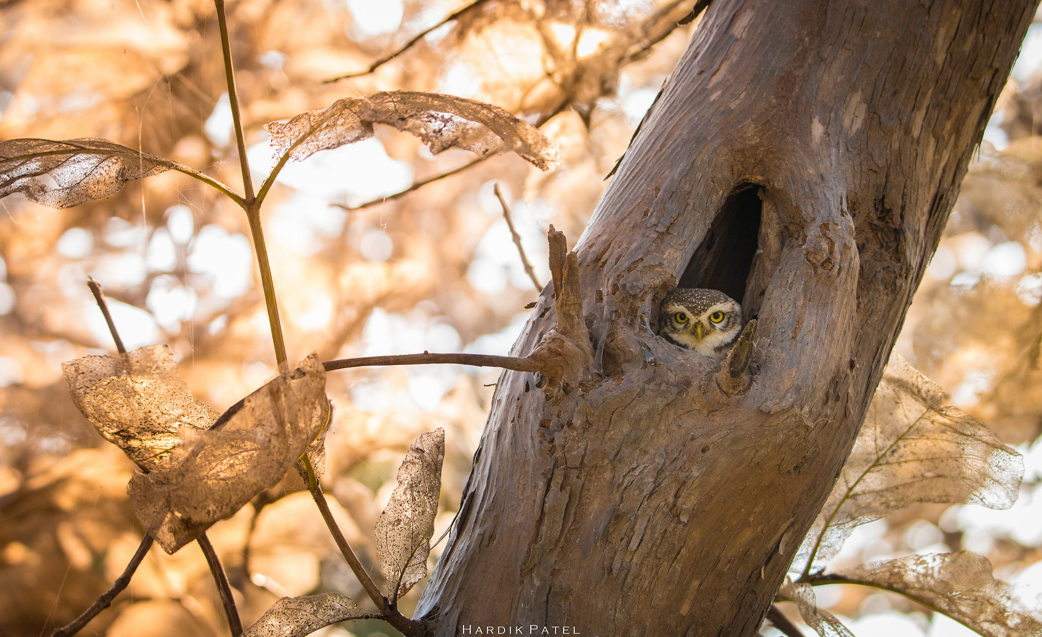Nikon D5 sample photo. Spotted owlet photography