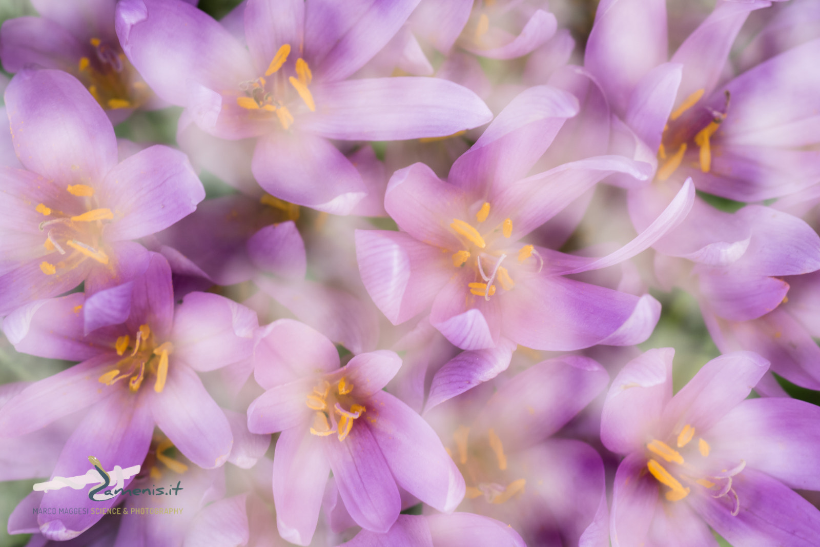 Nikon D810 + Nikon AF Micro-Nikkor 60mm F2.8D sample photo. Autumn crocus (colchicum autumnale) double exposure. photography