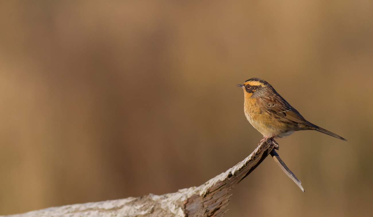 Canon EOS-1D Mark IV sample photo. Visitor from east photography