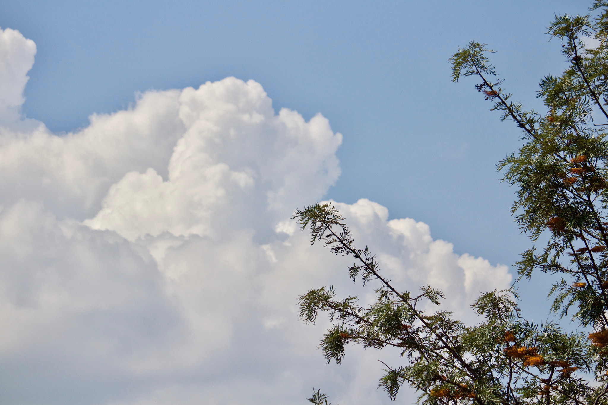 Canon EF-S 55-250mm F4-5.6 IS STM sample photo
