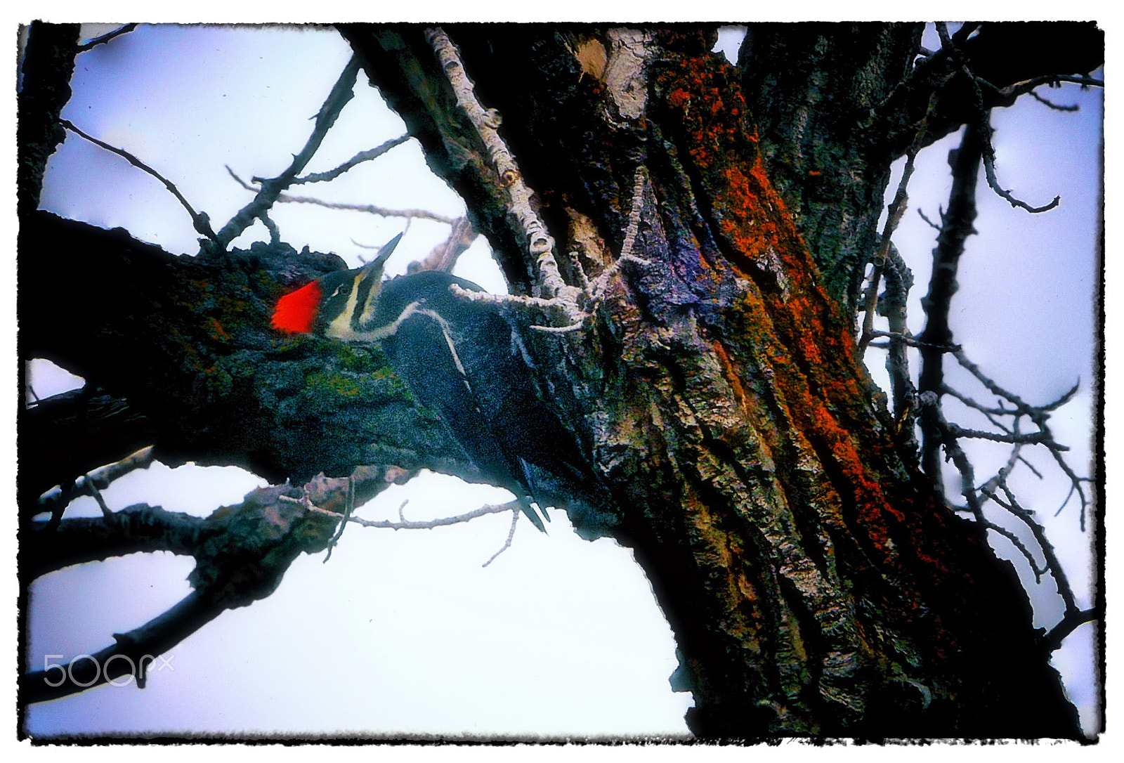 Panasonic Lumix DMC-GH4 sample photo. Woodpecker photography
