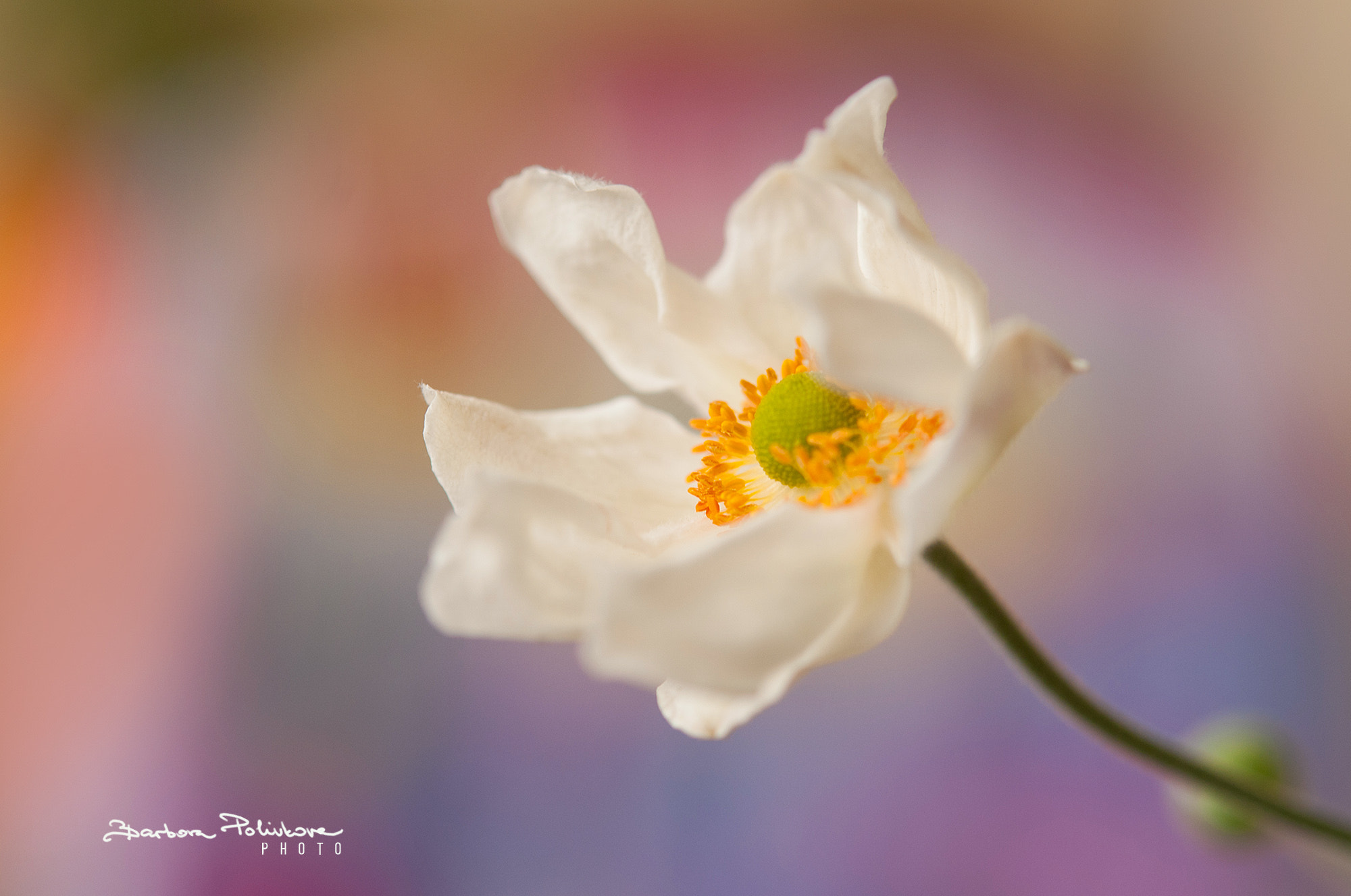 Nikon AF-S Micro-Nikkor 60mm F2.8G ED sample photo. Touch of autumn photography