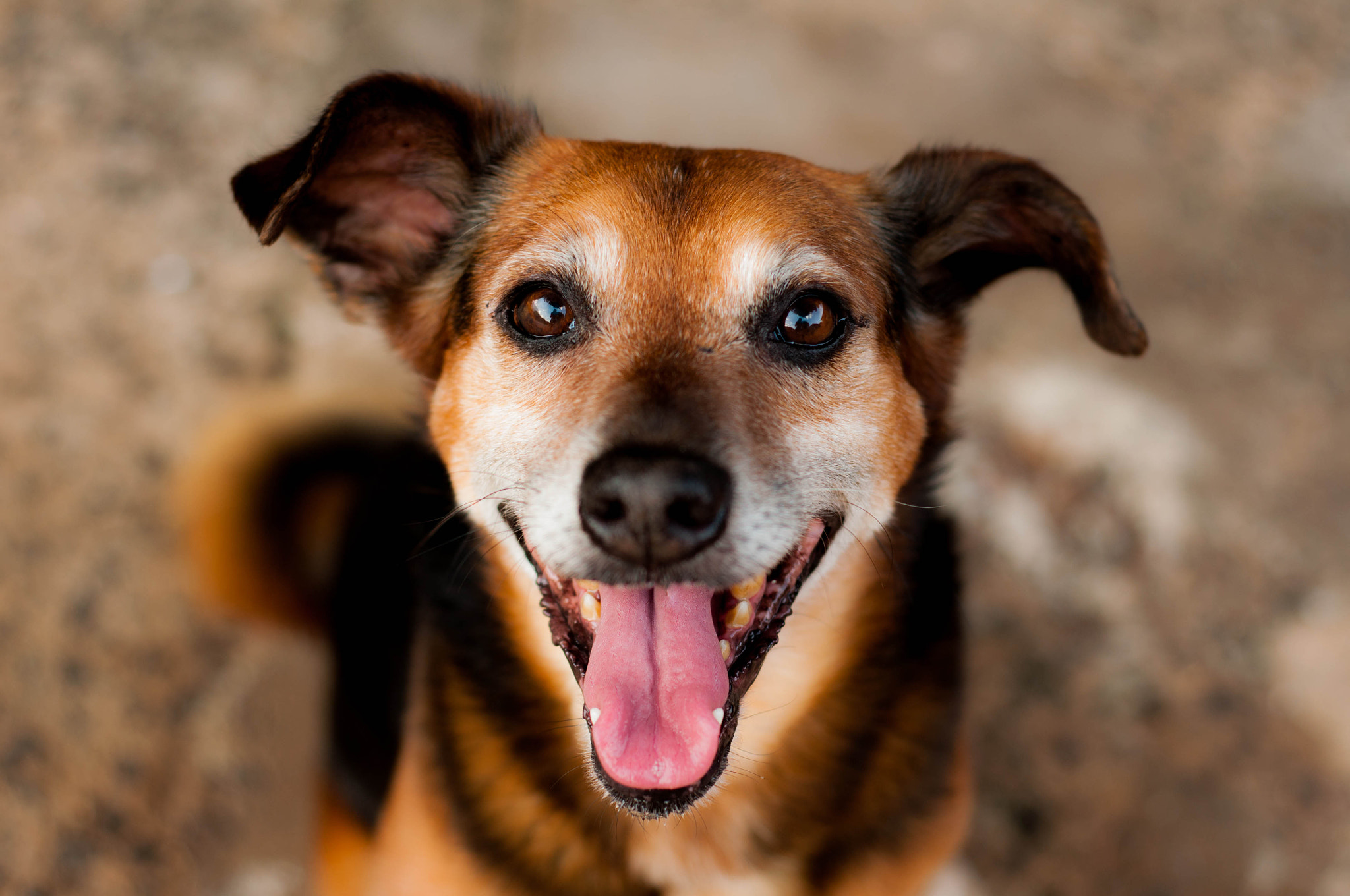 Nikon D90 + AF Nikkor 50mm f/1.8 sample photo. Dog portrait photography