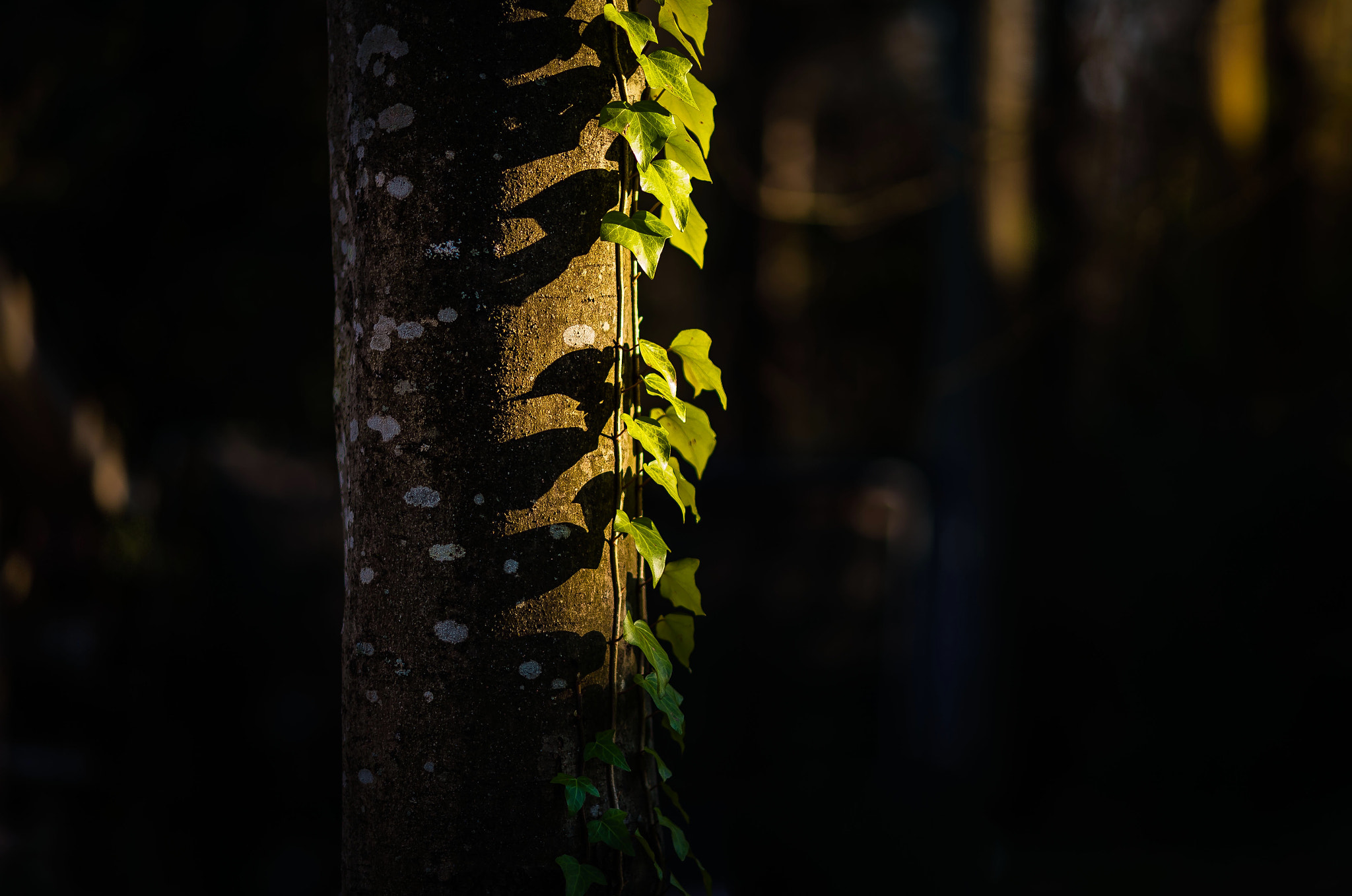 Nikon Df + Nikon AF Nikkor 105mm F2D DC sample photo. Vine photography